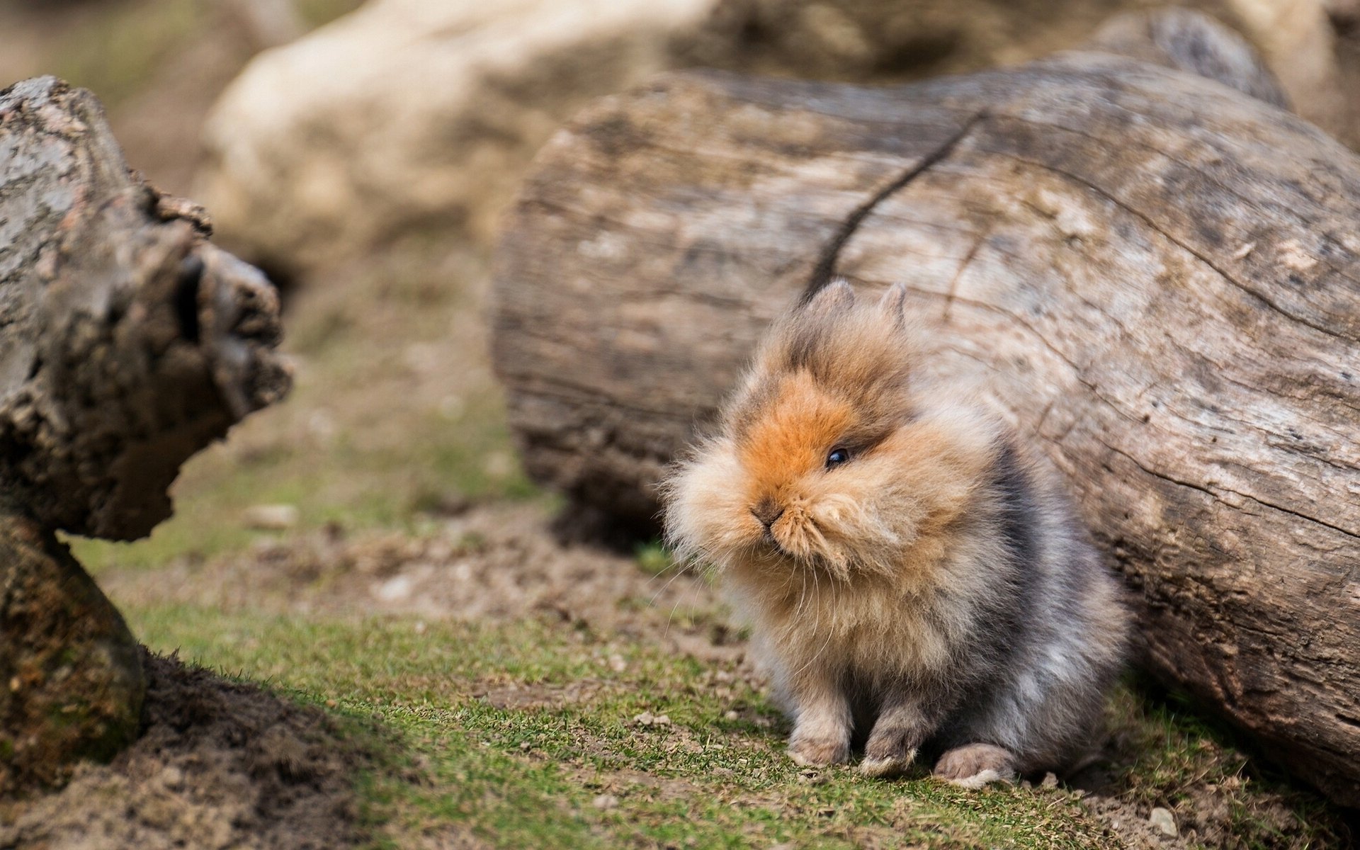 kaninchen flauschig baumstamm