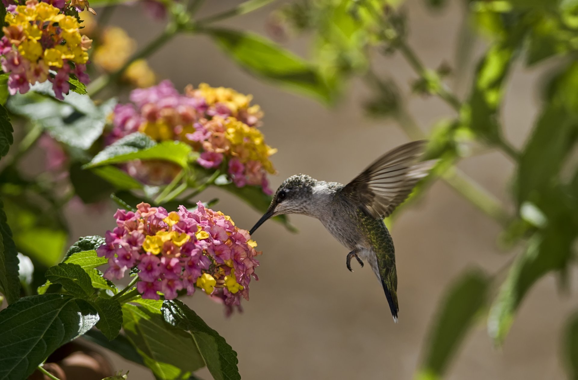 uccello colibrì fiori foglie sole