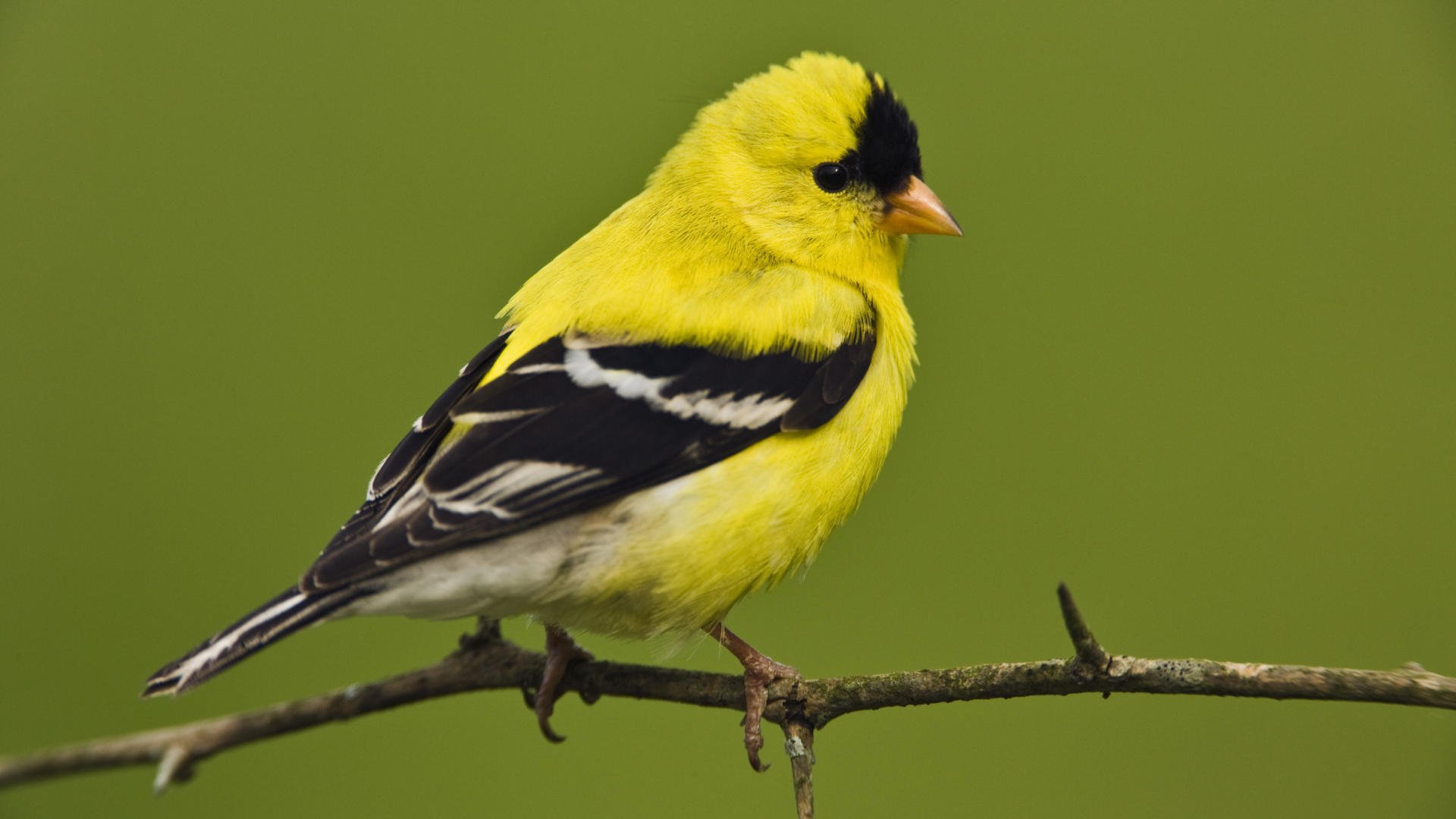 pajarito pequeño masculino americano jilguero masculino