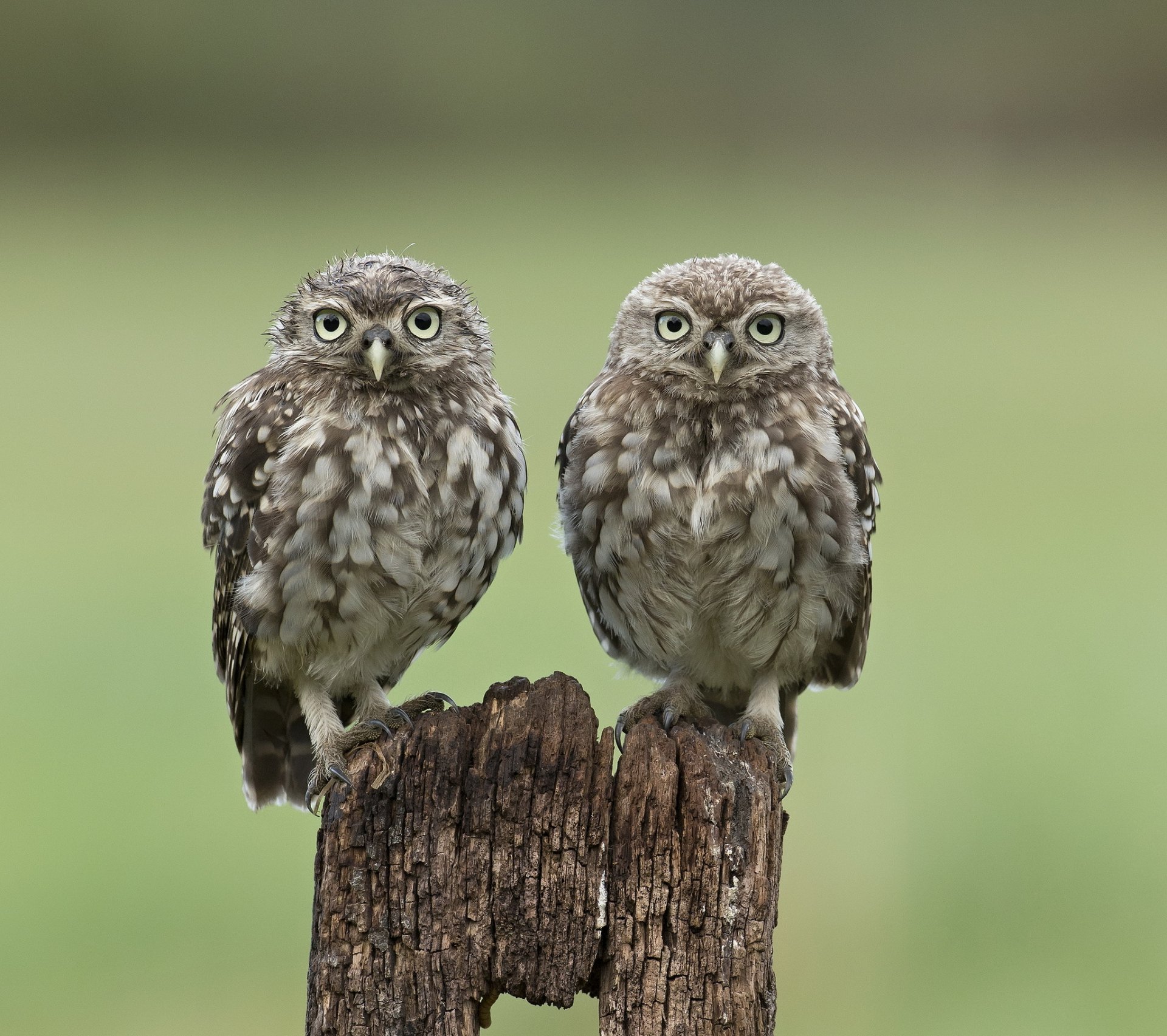 stumpf vögel eulen zwei