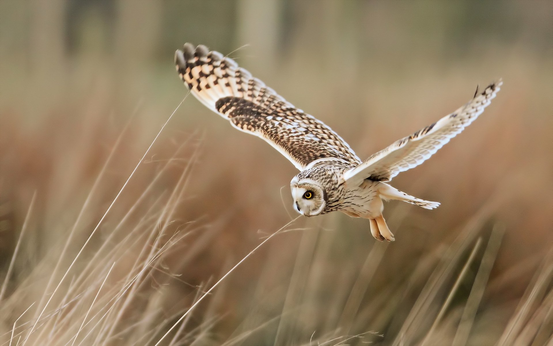 oiseau hibou