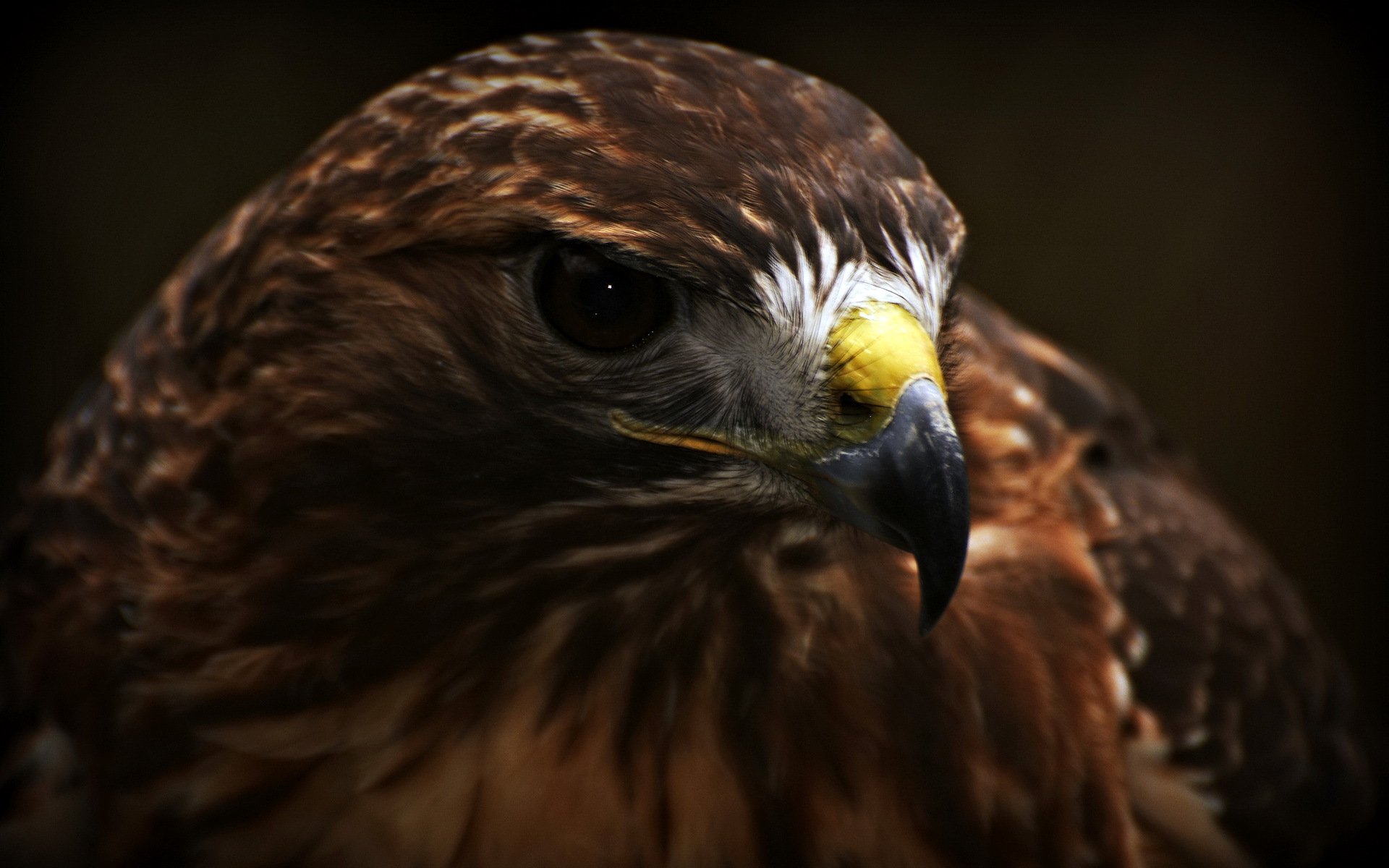 oiseau gros plan