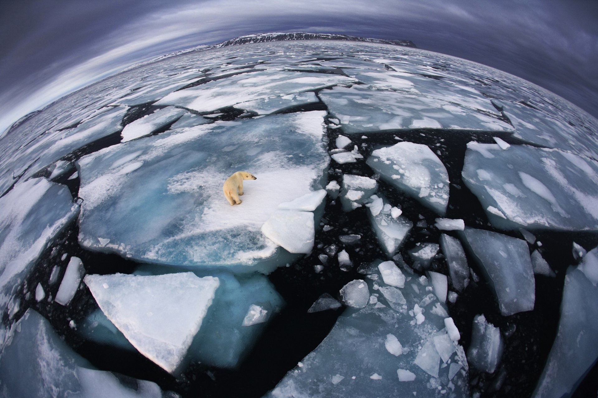 niedźwiedź polarny lodowiec zimno mróz ocean zima dinosto piroda dzikie zwierzę