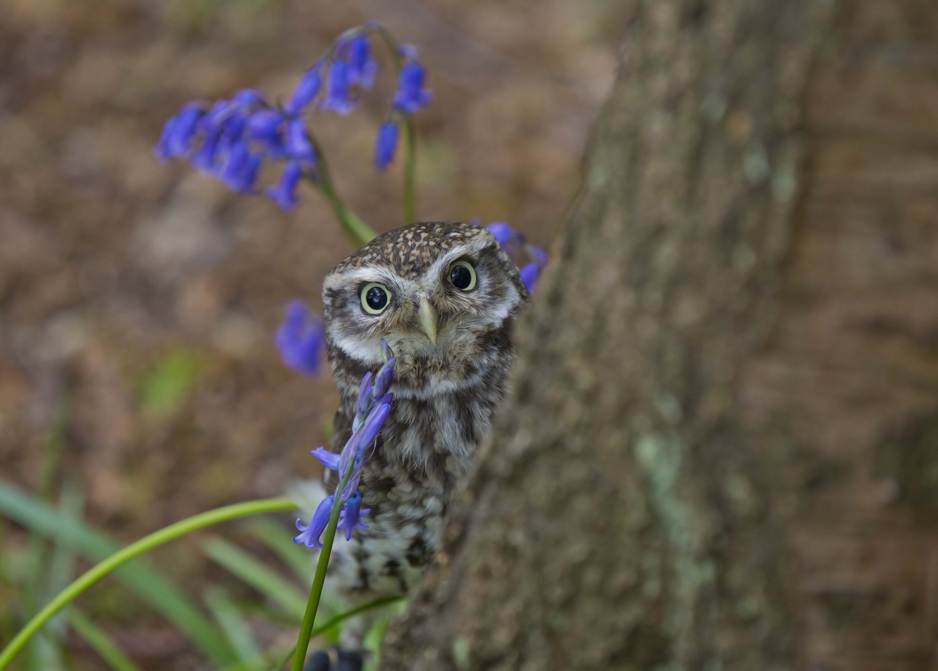 owl tree watche