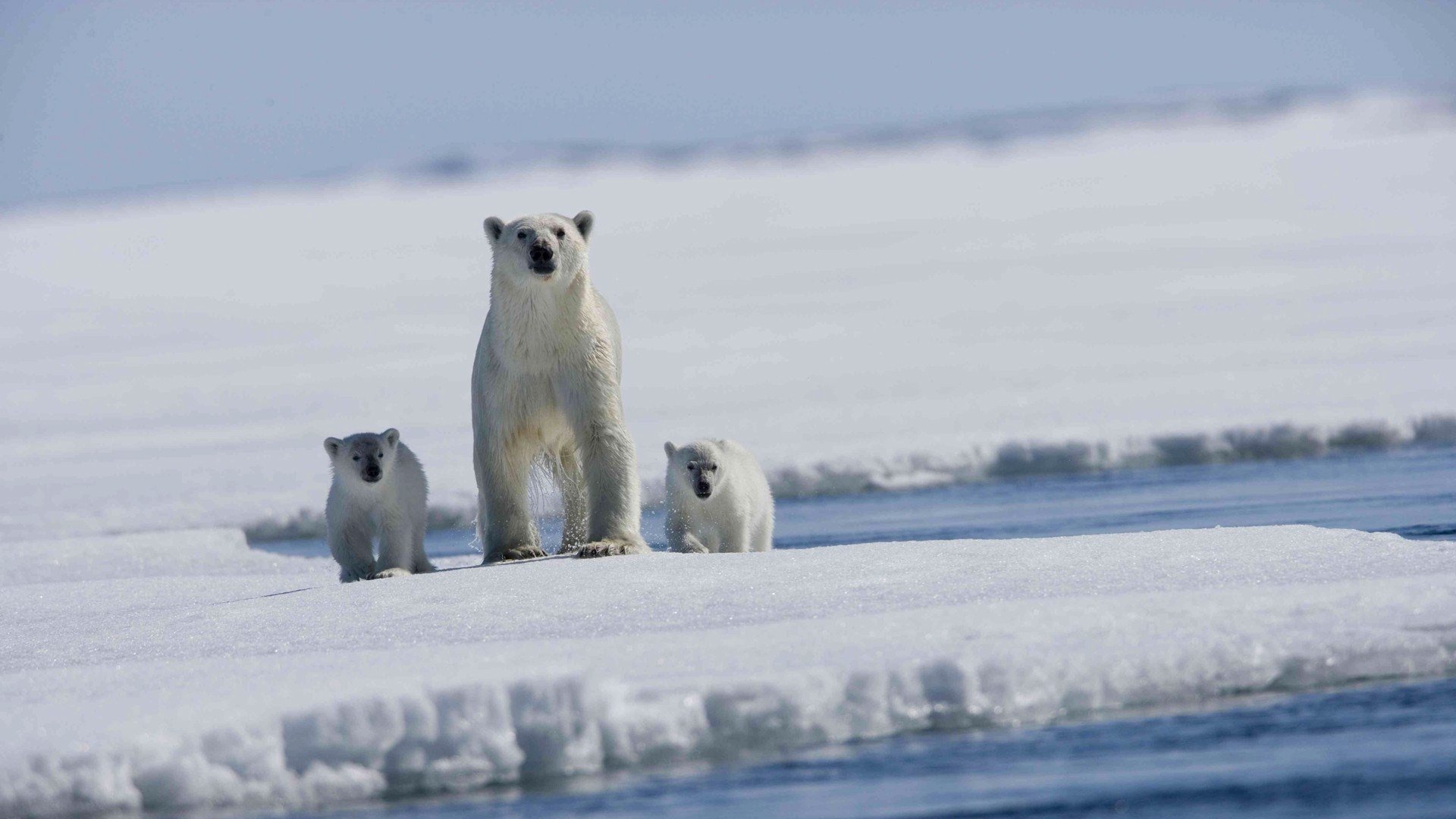 orso polare cuccioli artico lastrone di ghiaccio mare