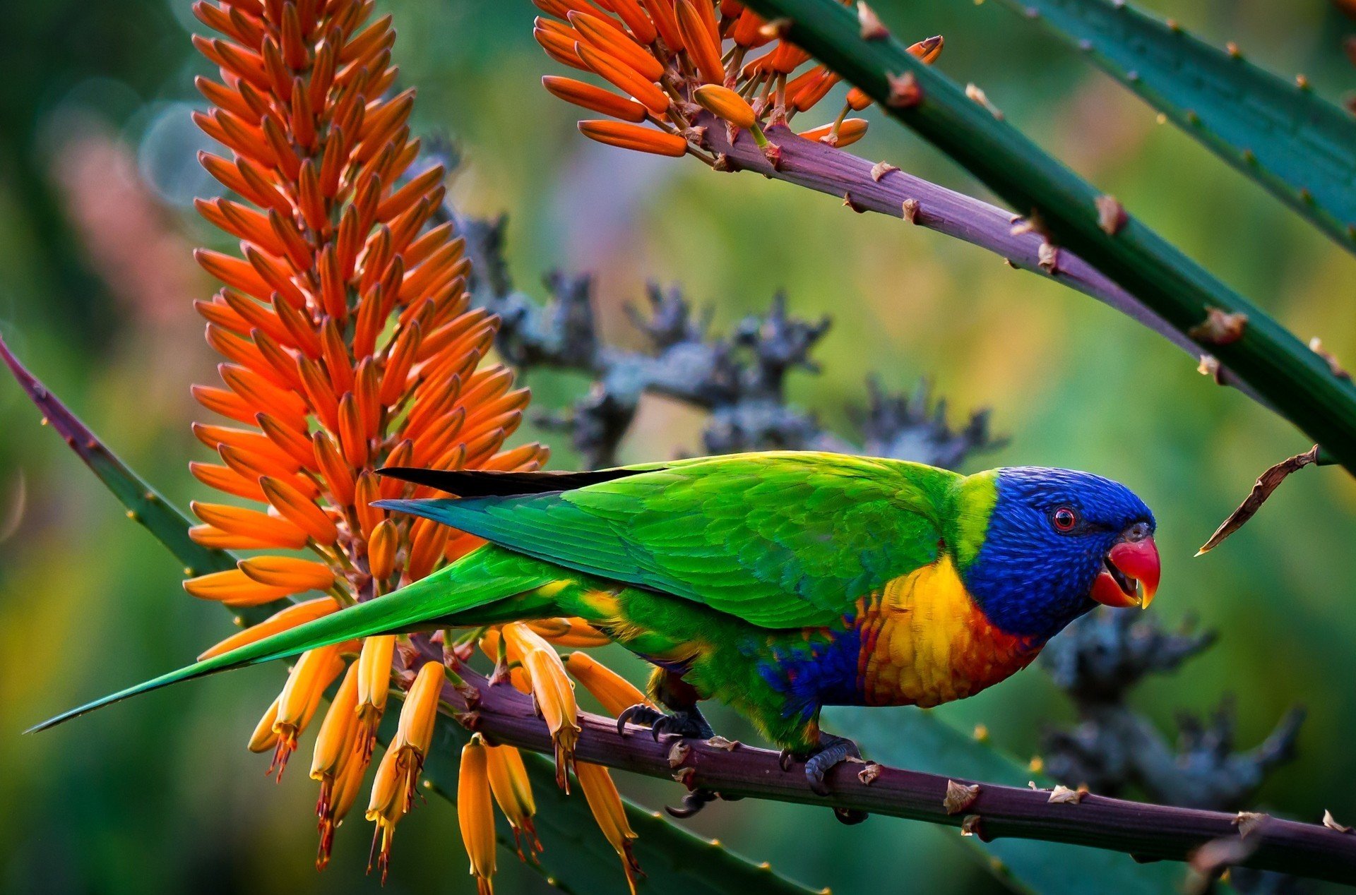 animals poultry parrot rainbow lorikeet plumage colors branches flower blur