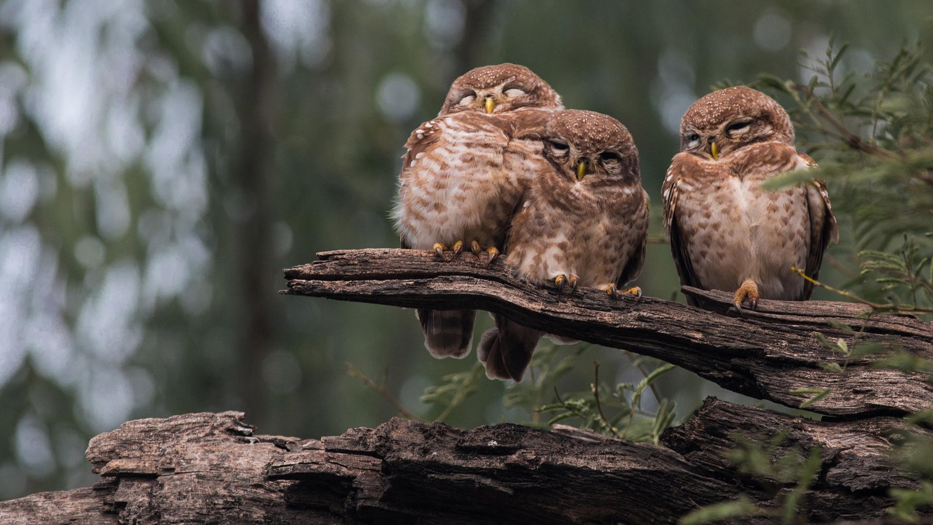 eule eulen vögel drei schlafen baumstamm wald natur