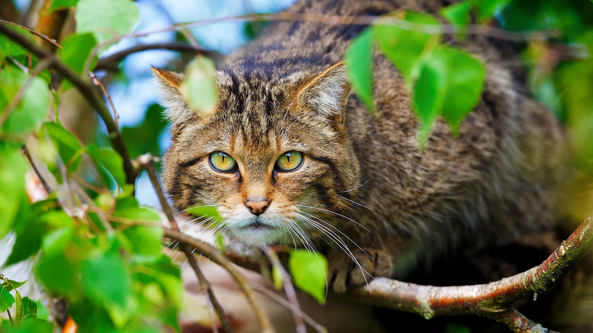 wild cat animals face scottish wild cat