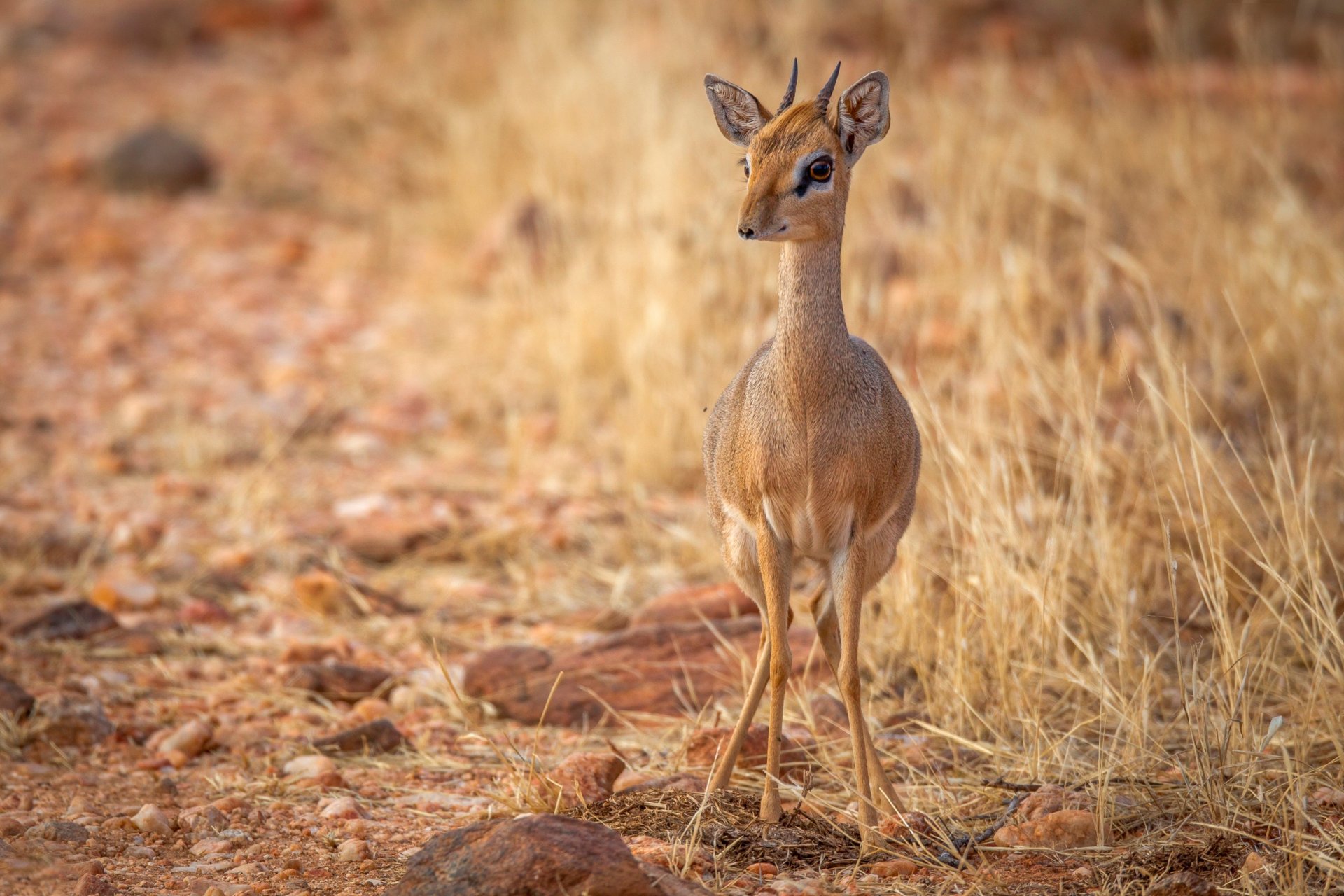 antilope tierwelt wachsamkeit