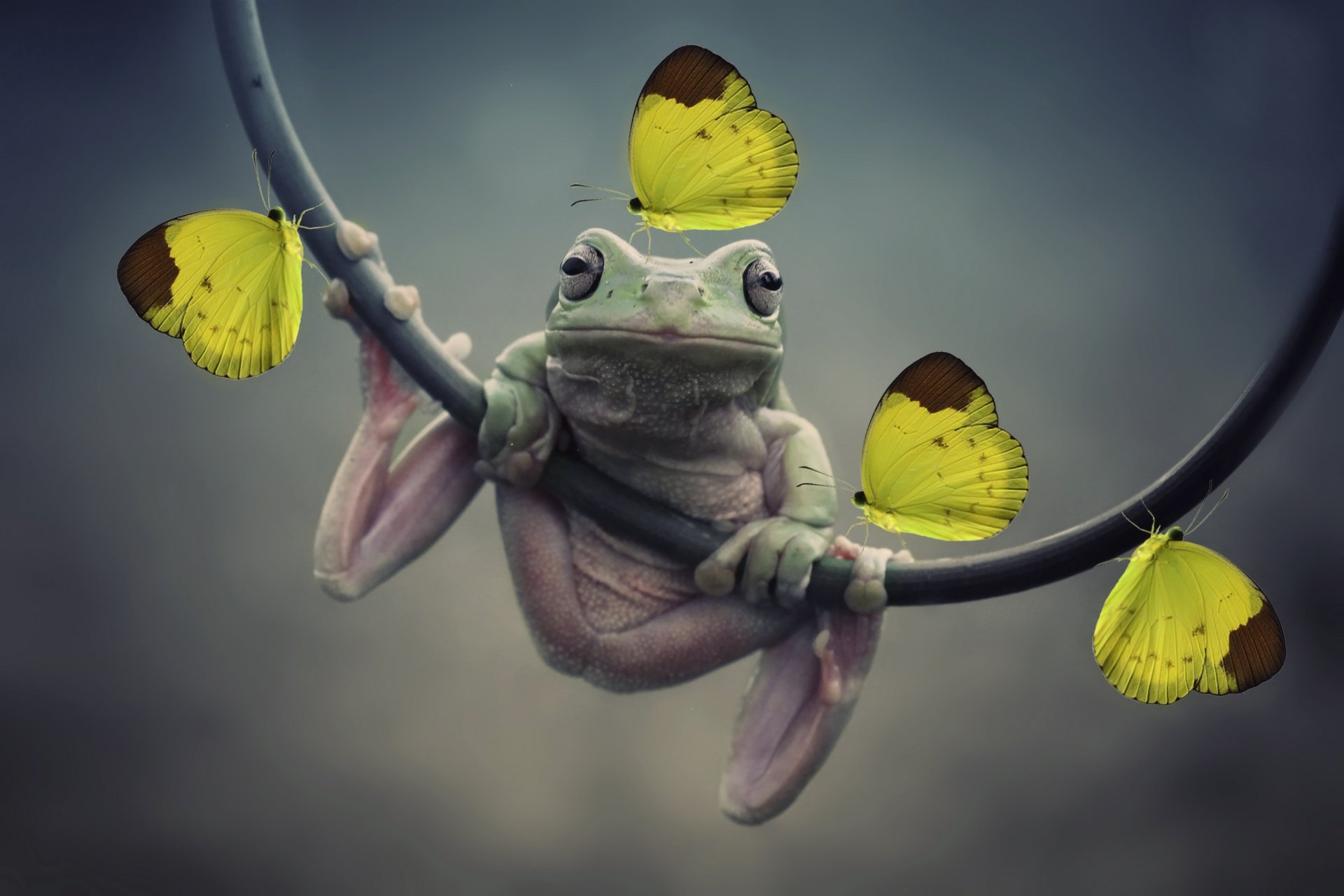 frosch schmetterlinge photoshop