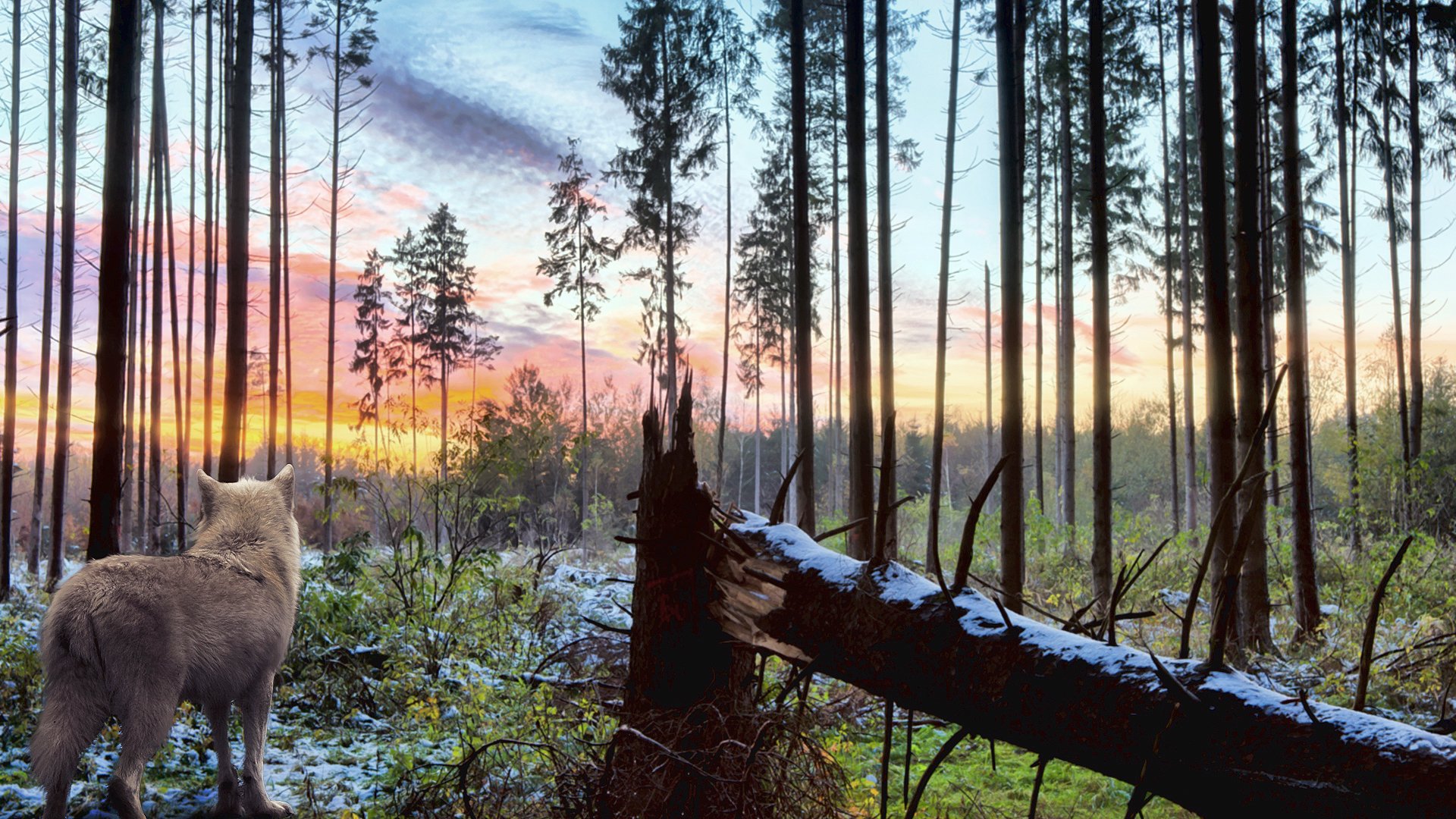 wolf raubtier natur wald bäume zweige weiß himmel landschaft