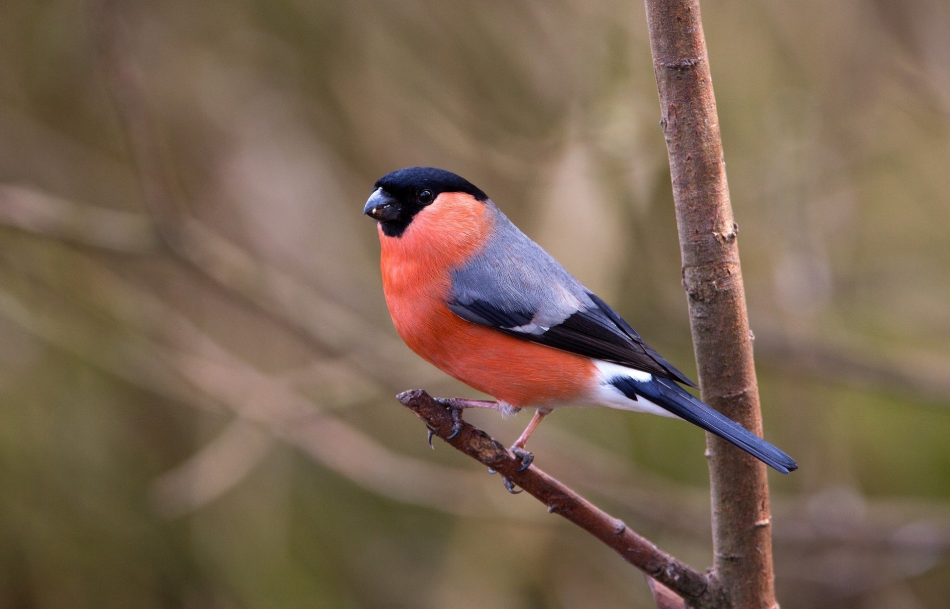 bouvreuil oiseau branche