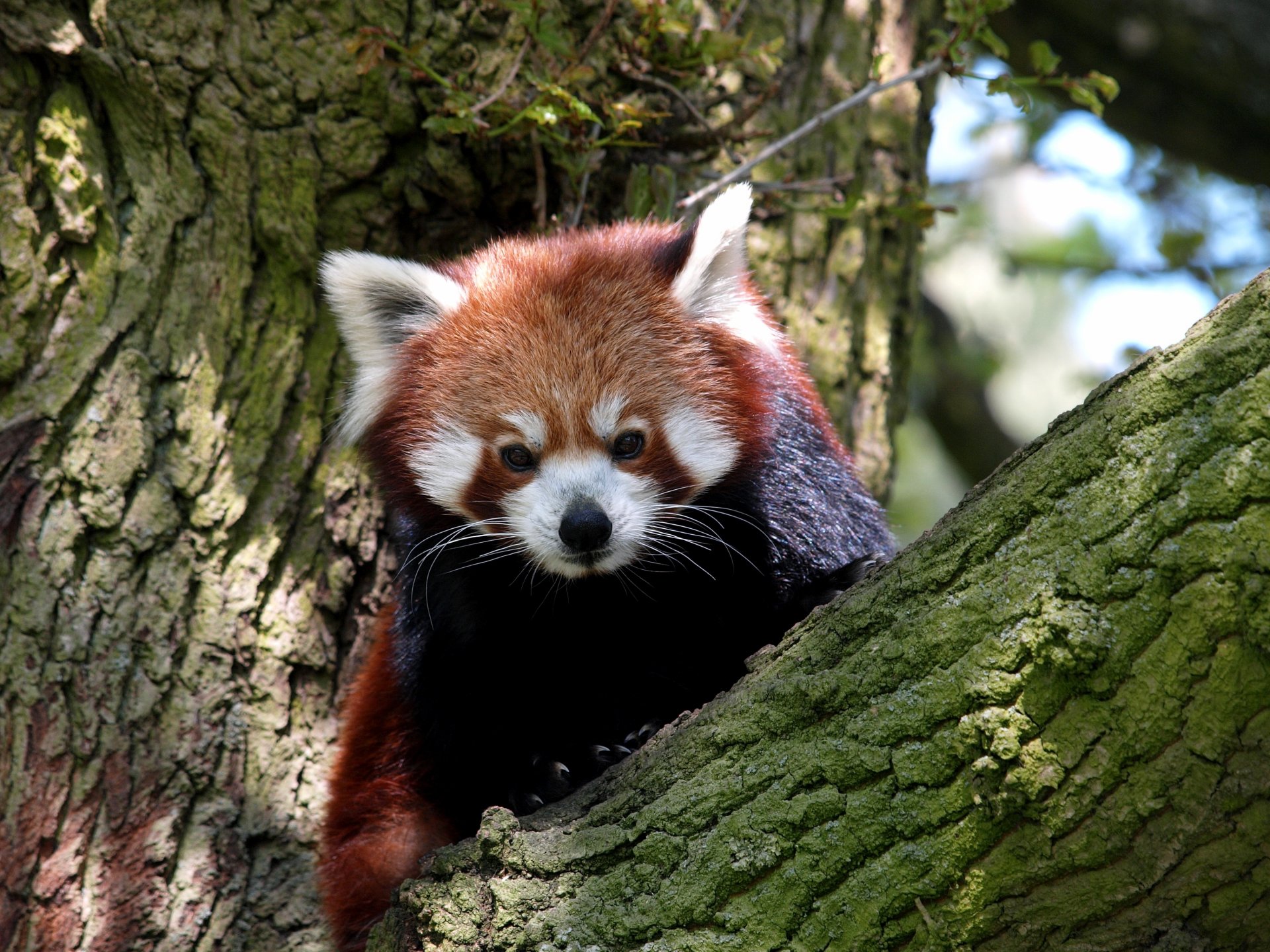 roter panda roter panda tier säugetier baum unschärfe