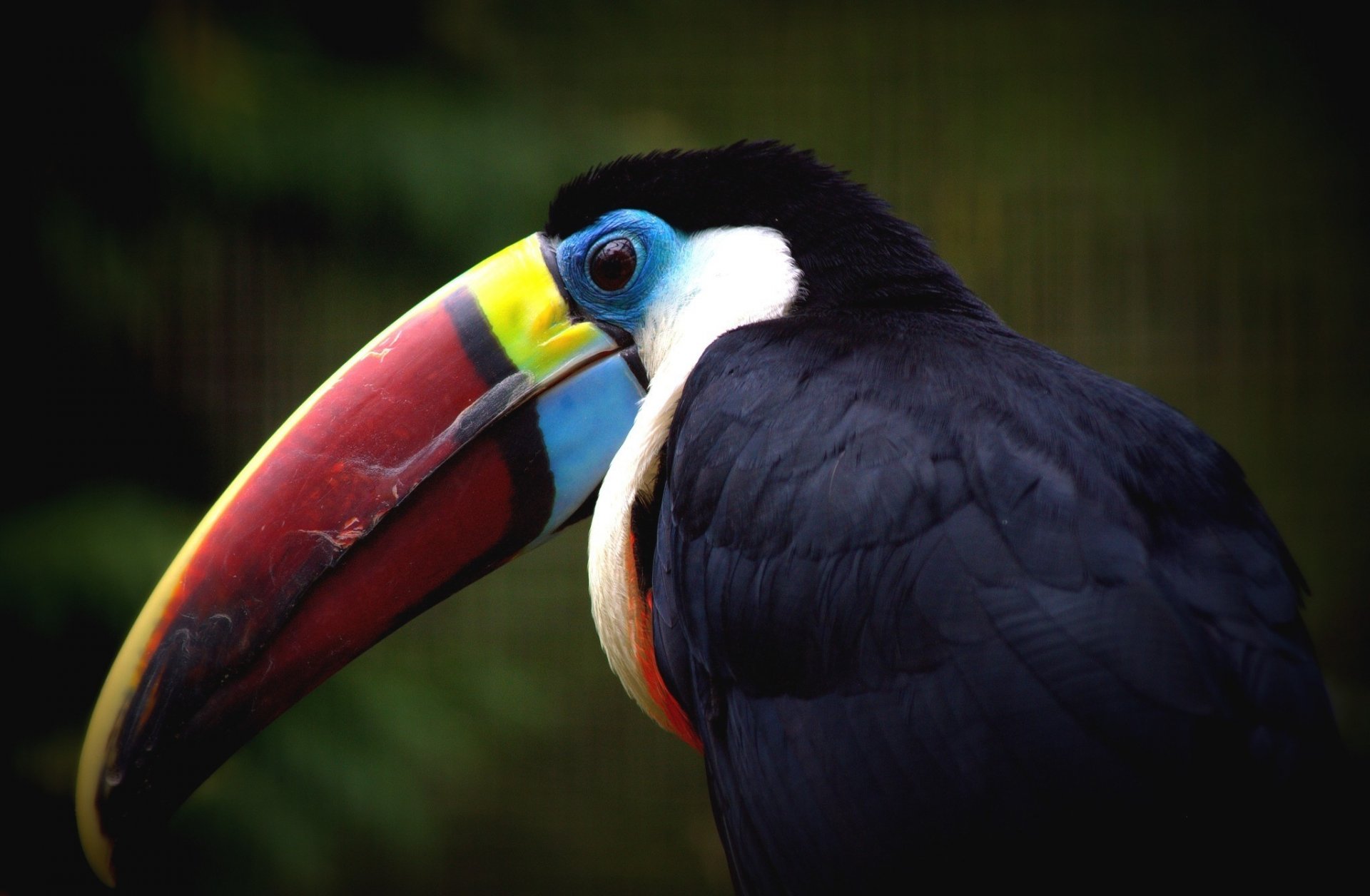 tucano becco uccello