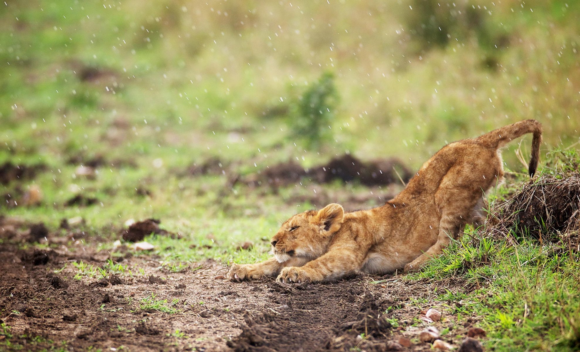 cachorro de león potyagusy lluvia gatito