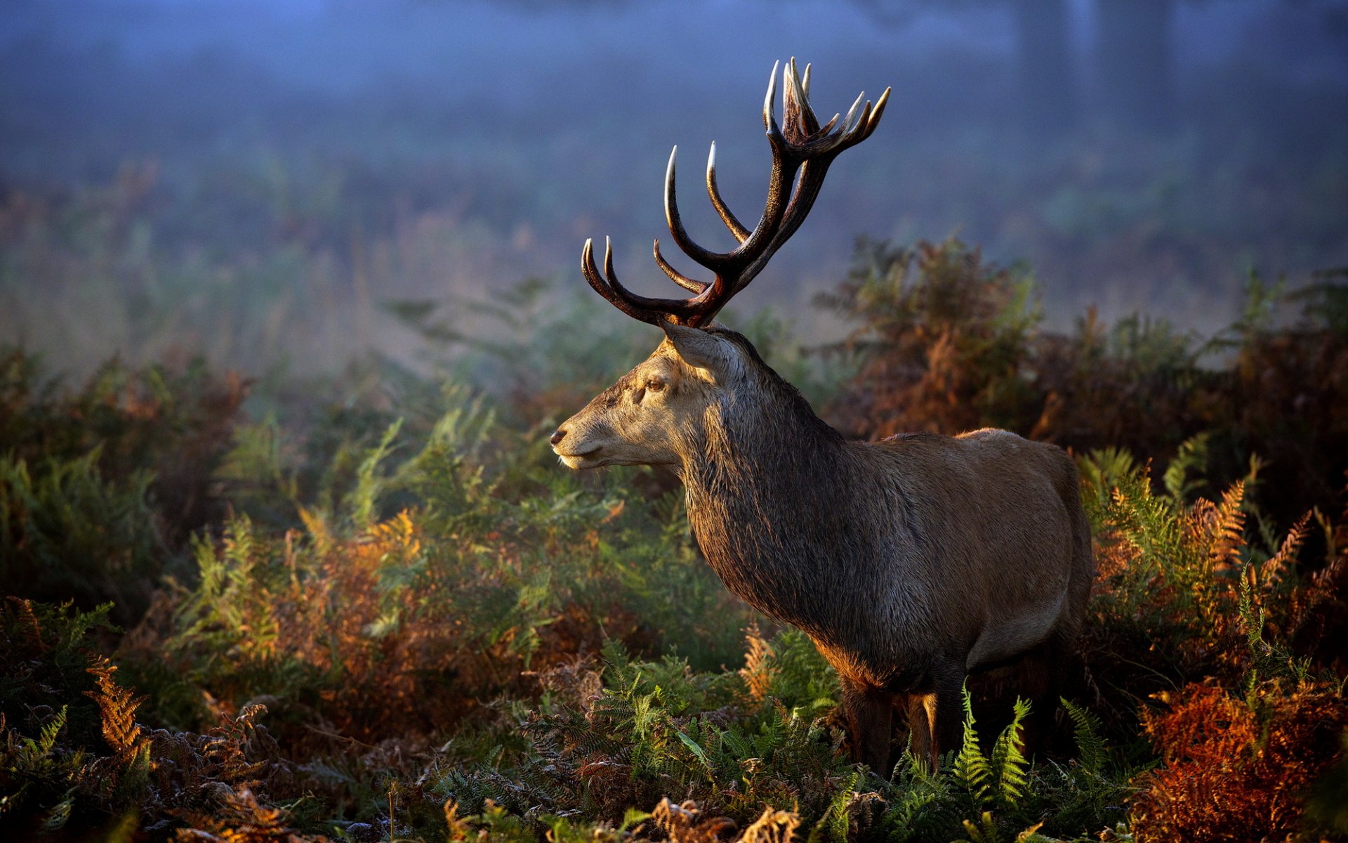 hirsch natur gras tier hörner