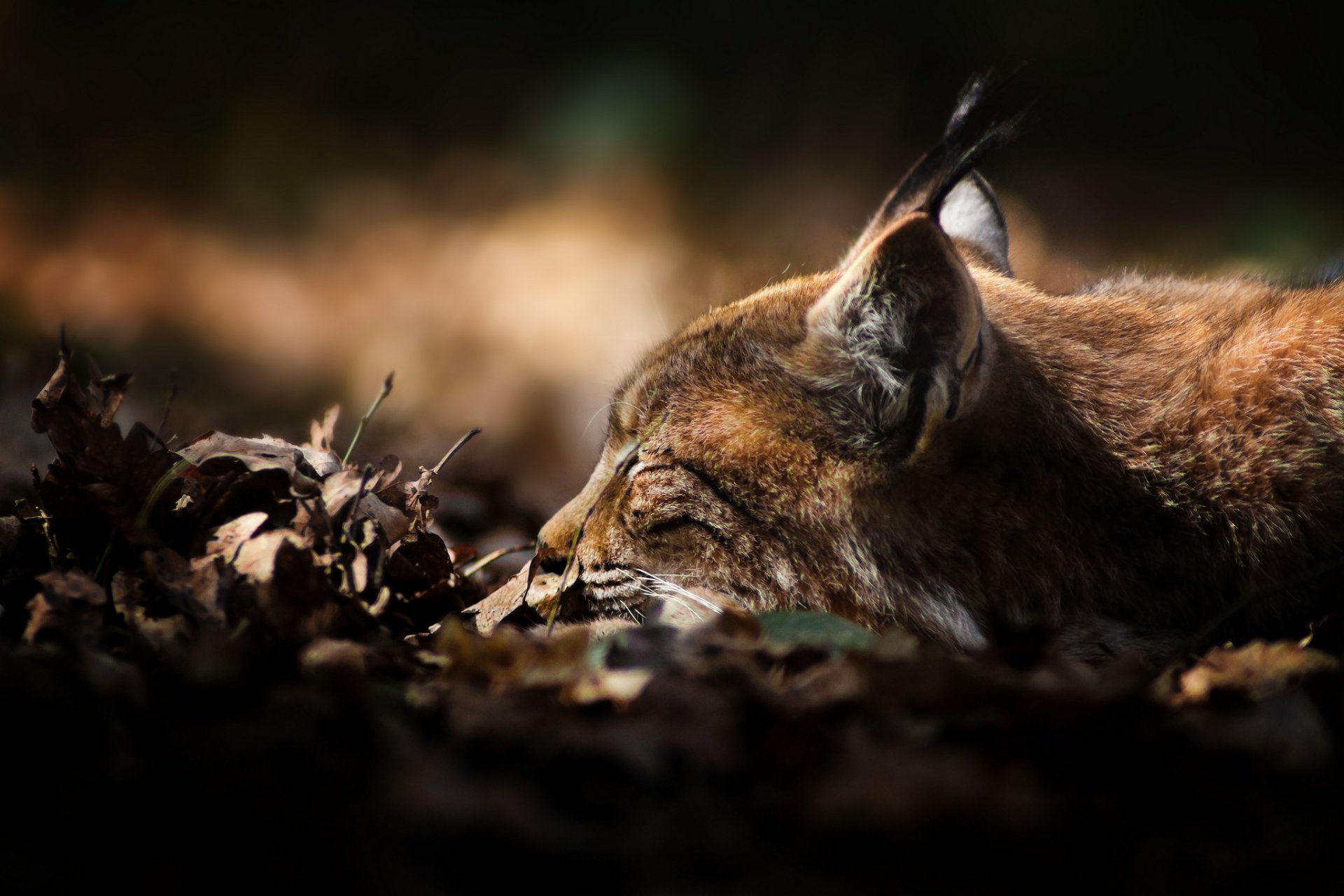 hojas seco lince depredador acostado dormido