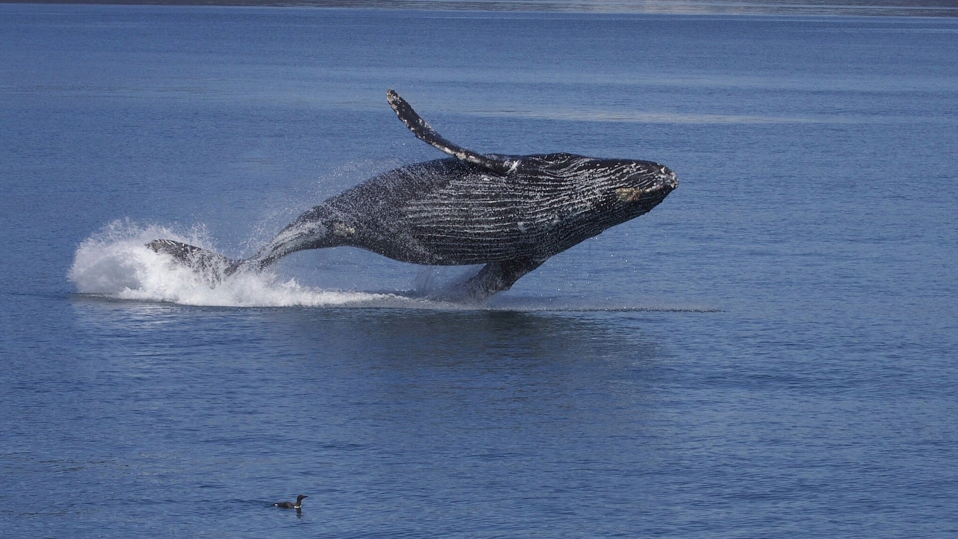 buckelwal buckelwal langarmer streifen kaira vogel alaska ozean wasser