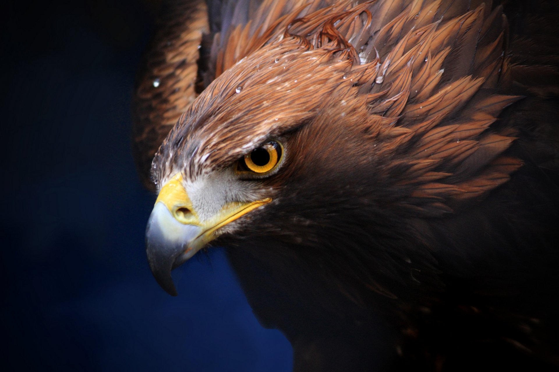 golden eagle predator beak background