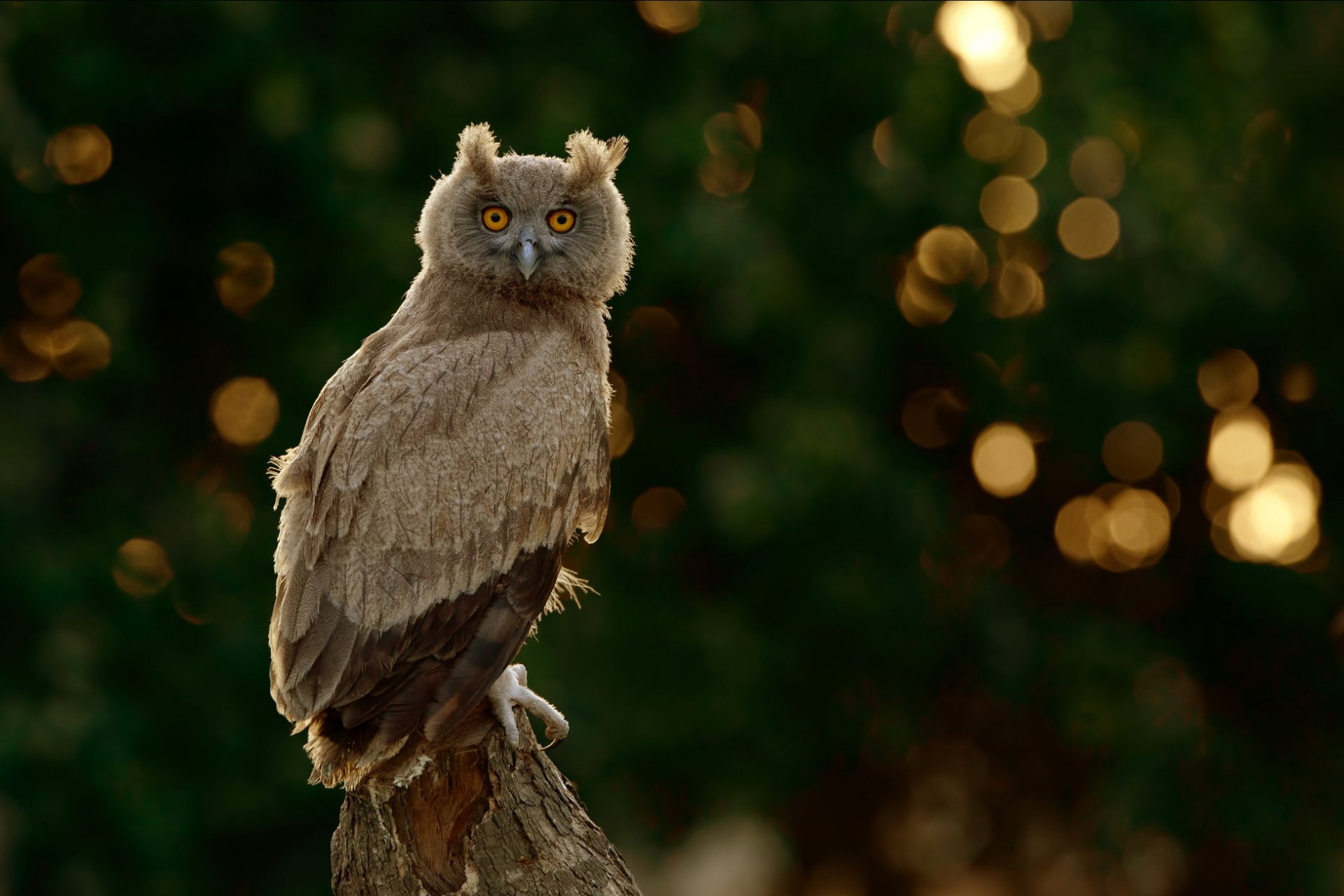 hibou arrière-plan flou