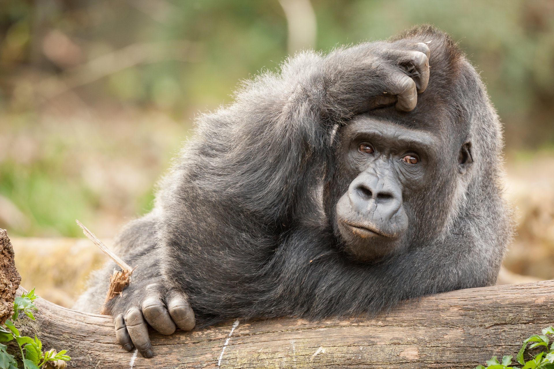 singe regard rêverie