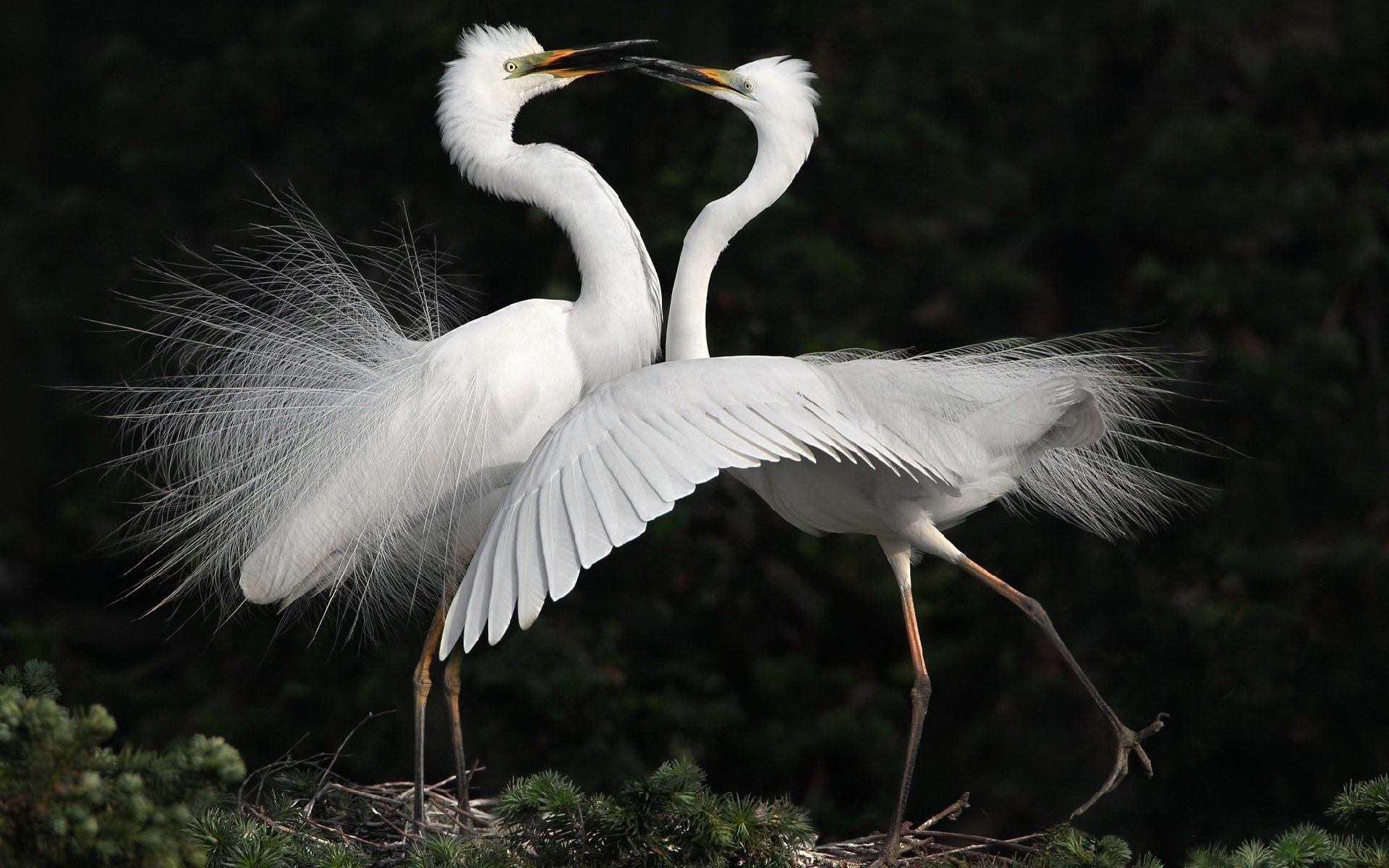 oiseaux hérons blancs danse