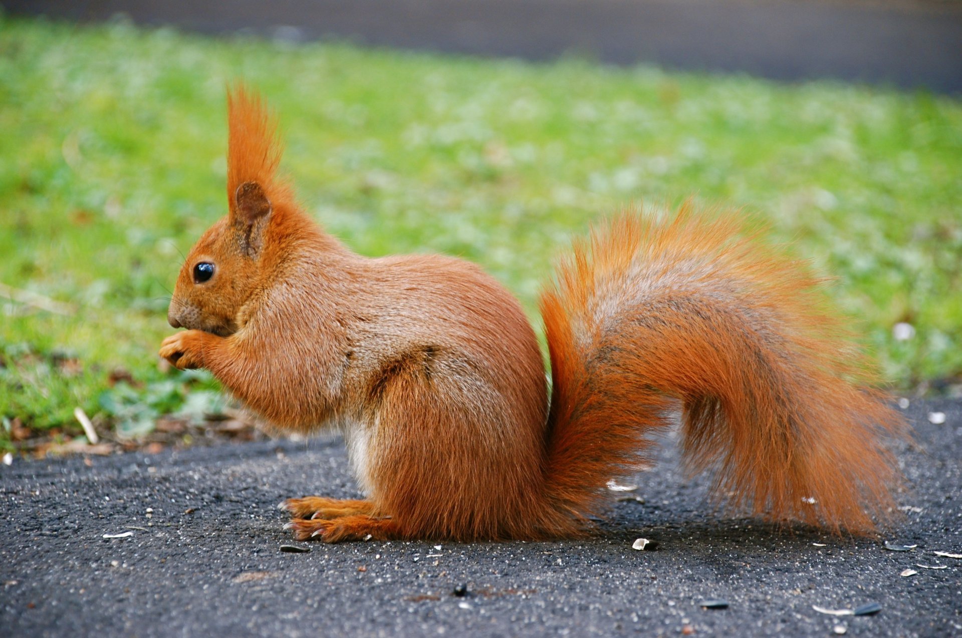 écureuil petit animal rousse queue