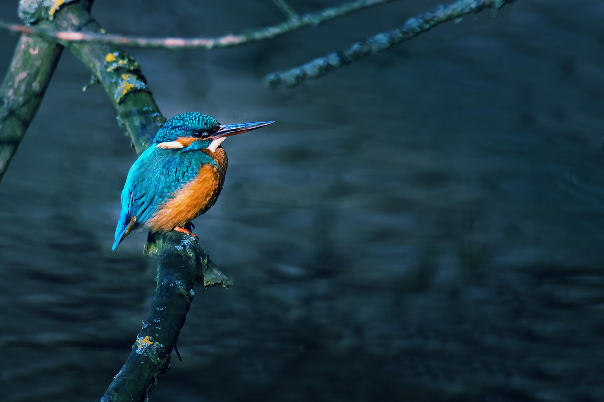 árbol rama agua pájaro martín pescador