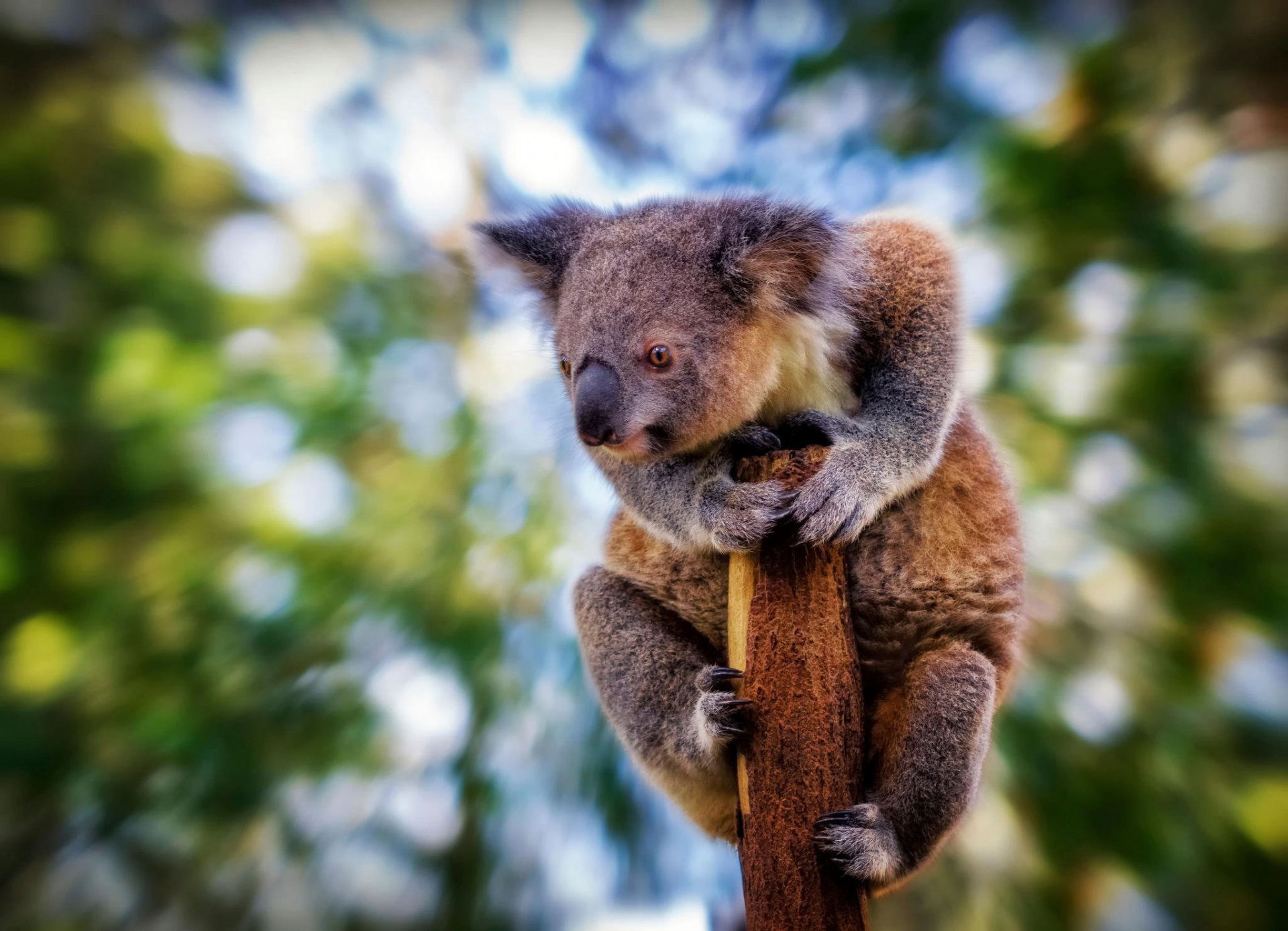 koala vue flou