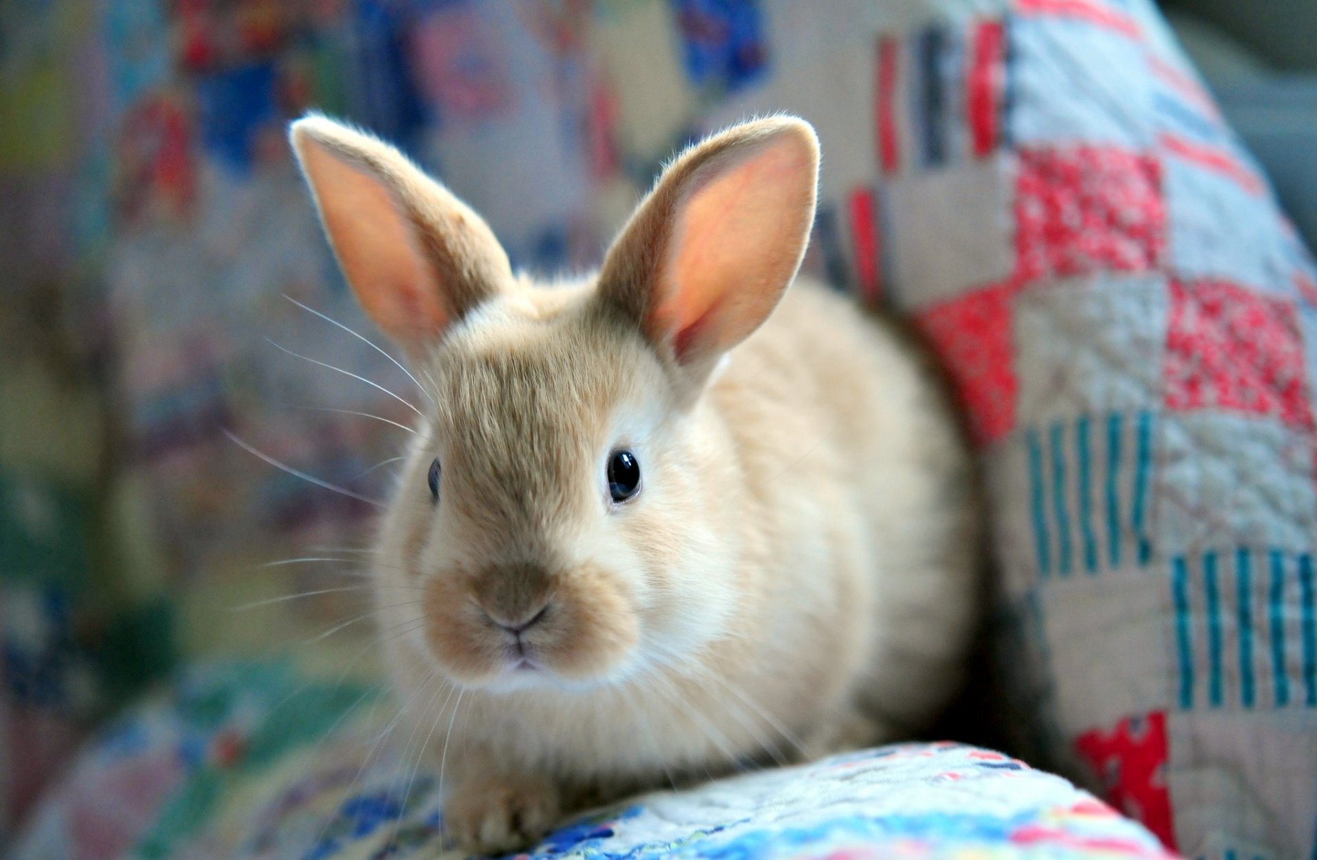 conejo peludo liebre