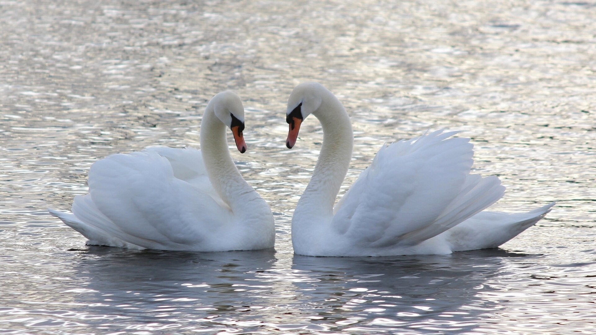 cisnes pareja amor agua