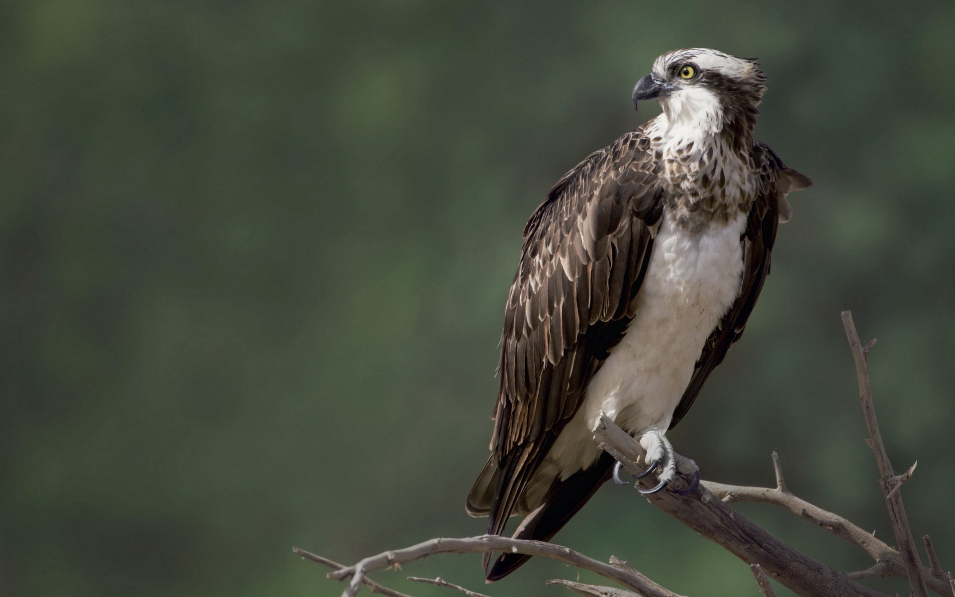 águila pescadora pájaro naturaleza halcón