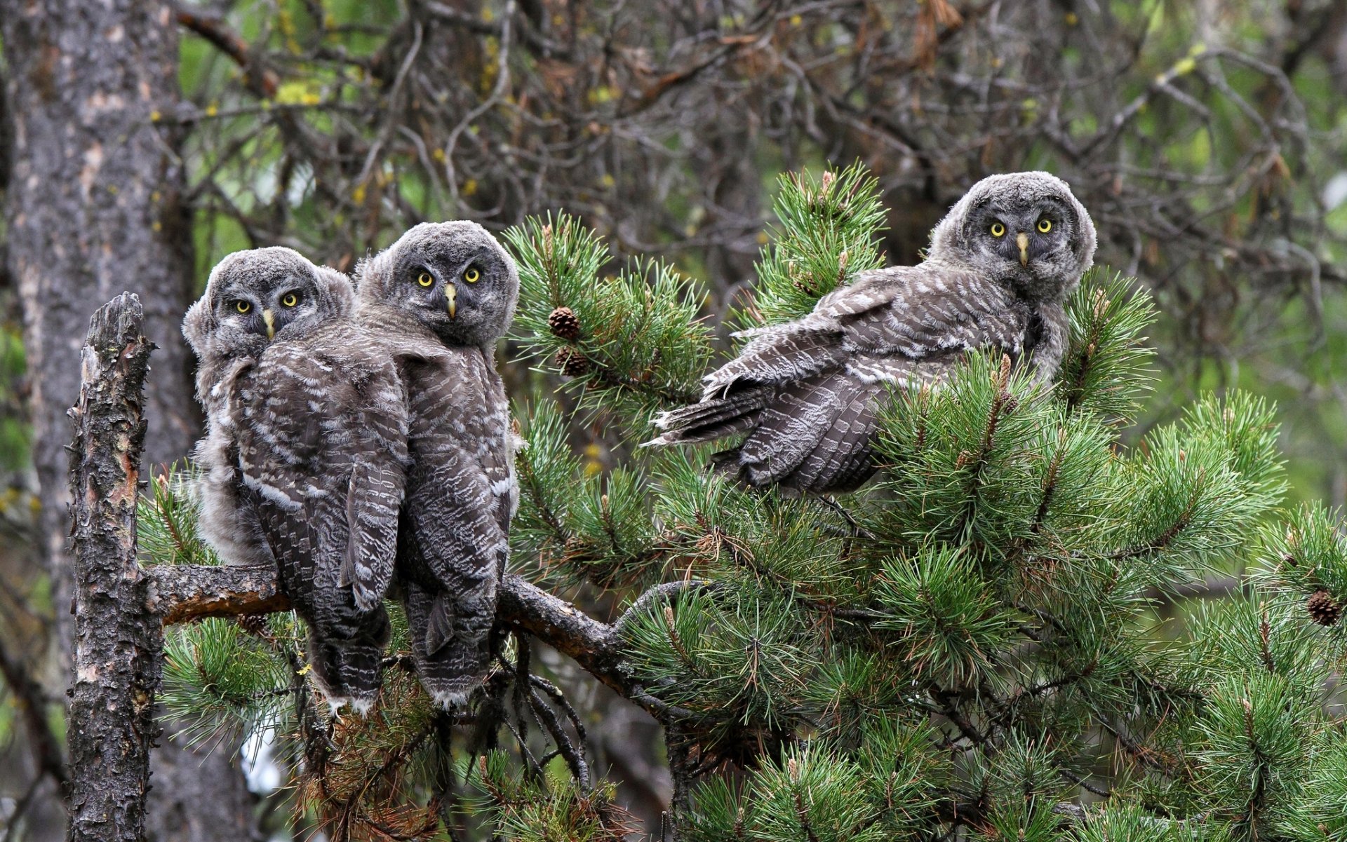 great gray owl owl birds pine branch