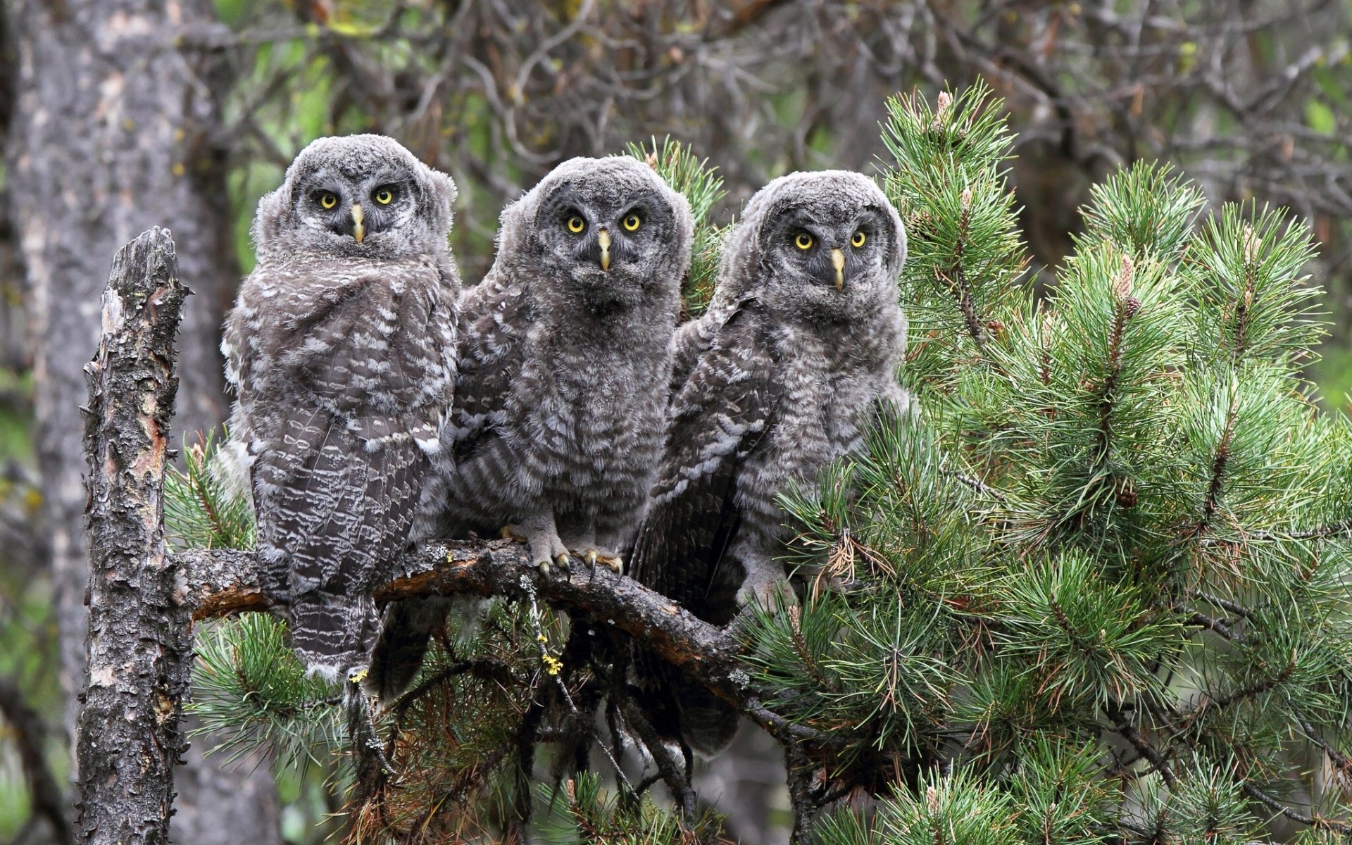 bärtige dunkelheit eulen vögel kiefer zweig trinity trio