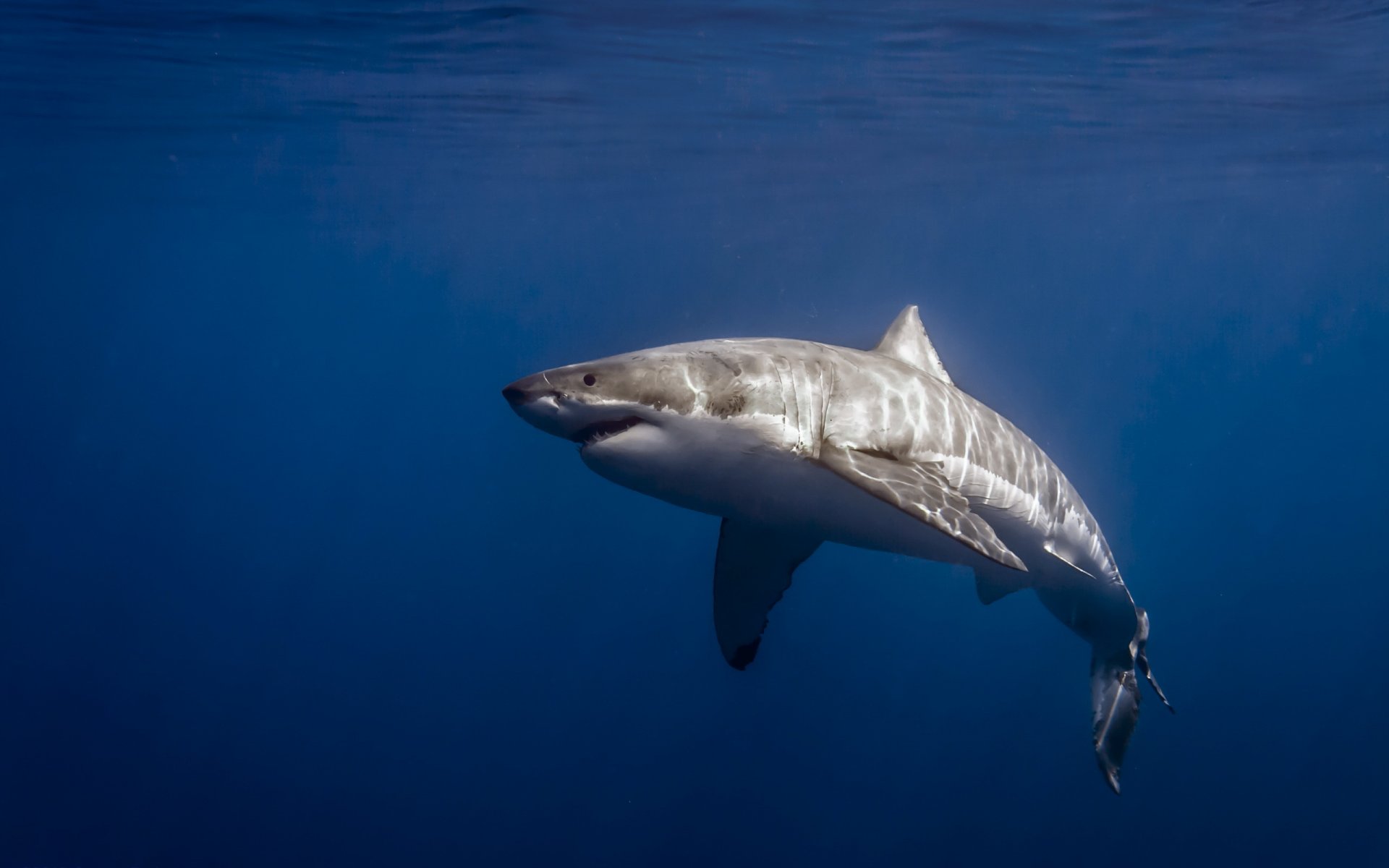 большая белая акула carcharodon carcharias исла-де-гуадалупе мексика