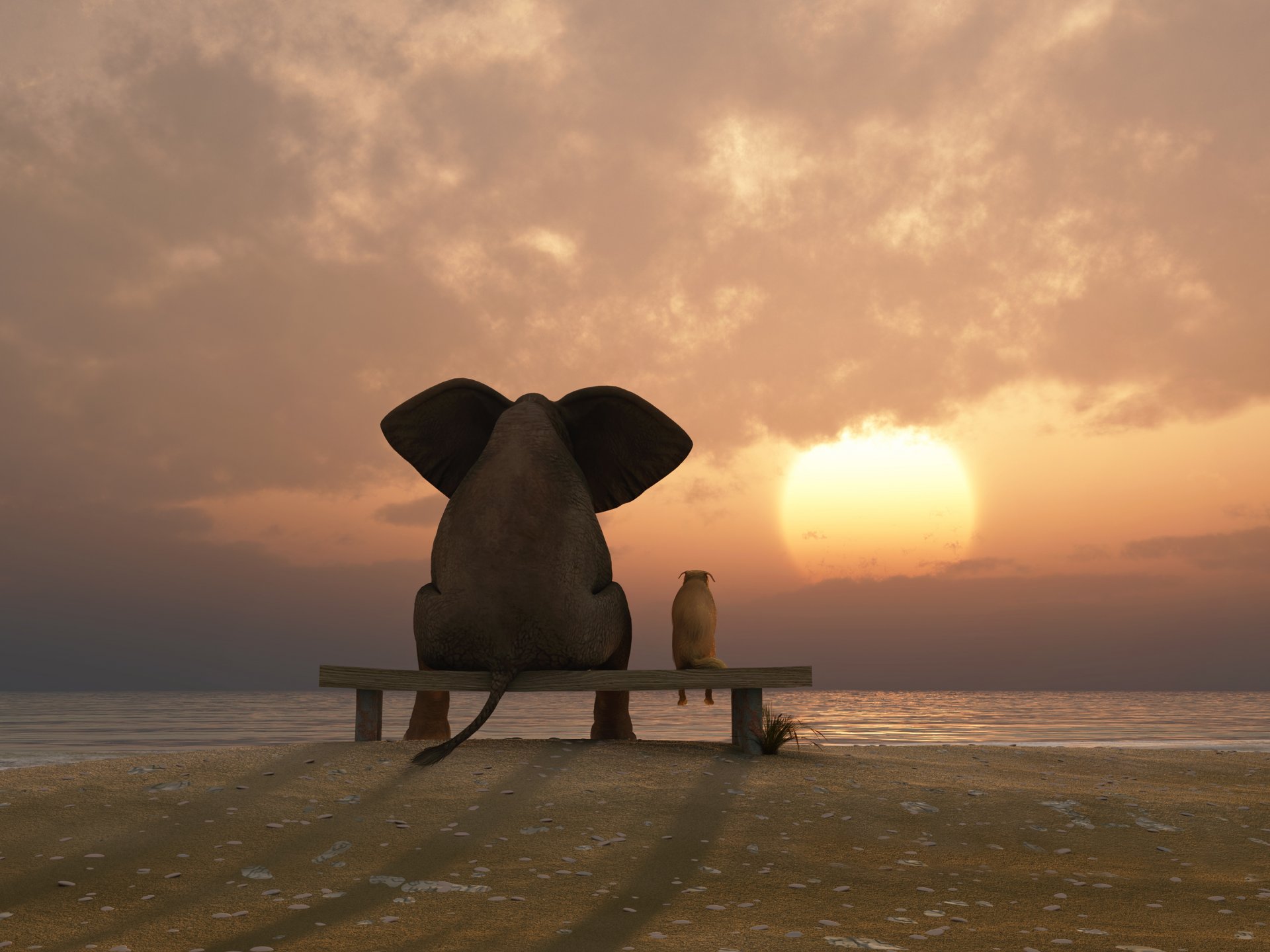 elefante cane tramonto