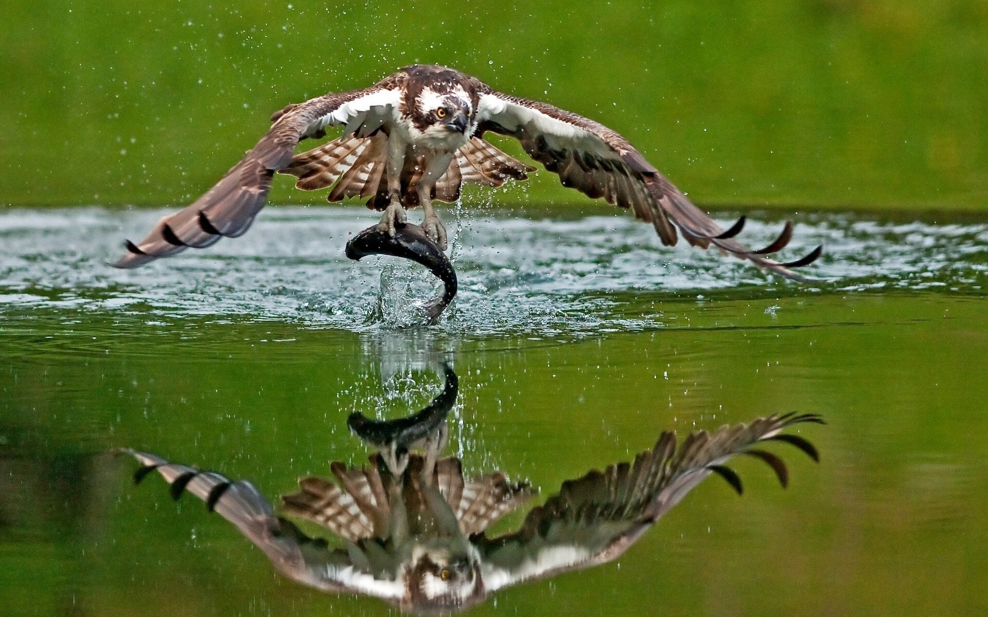 osprey poultry fish mining catch reflection water