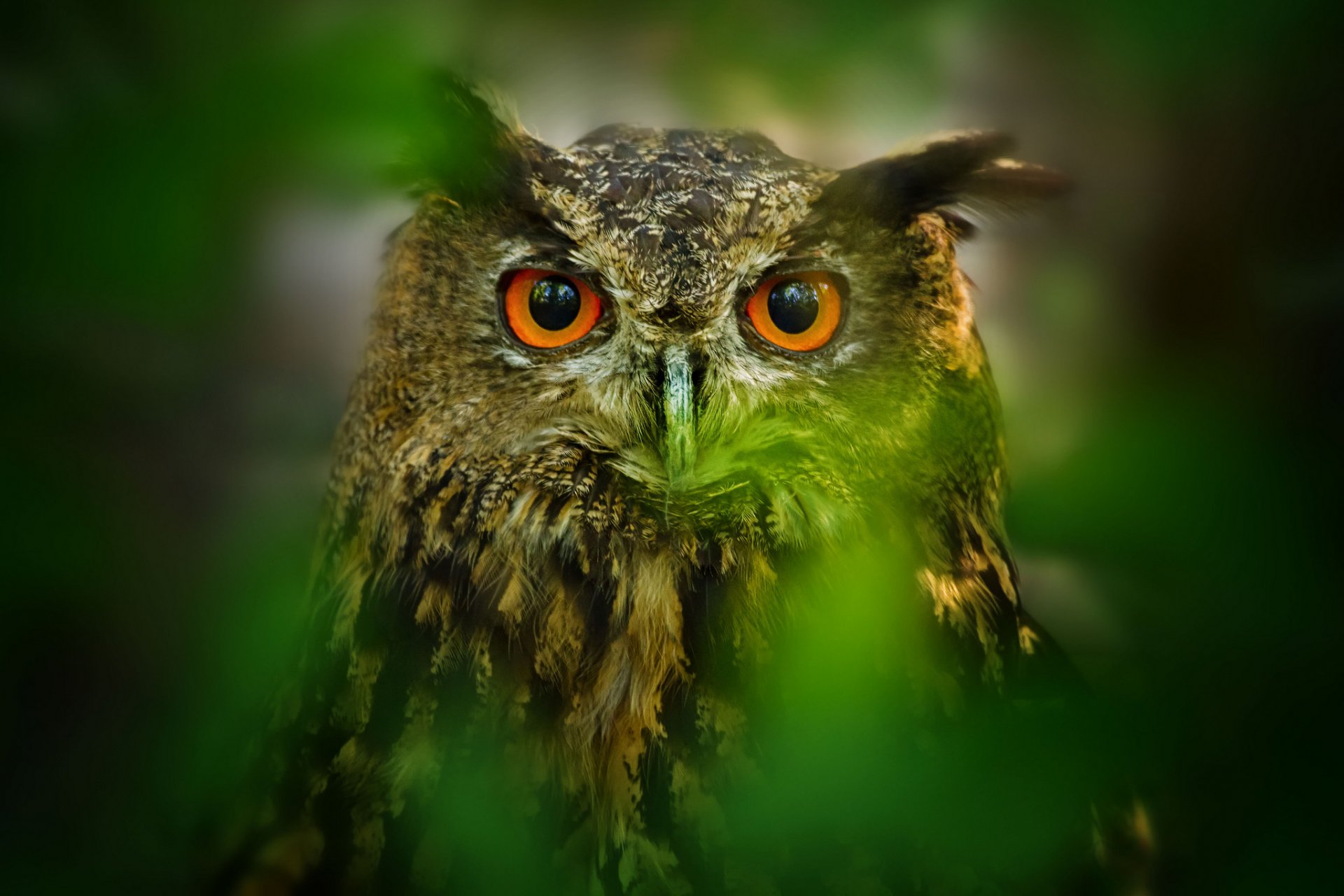 leaves blur poultry owl eye