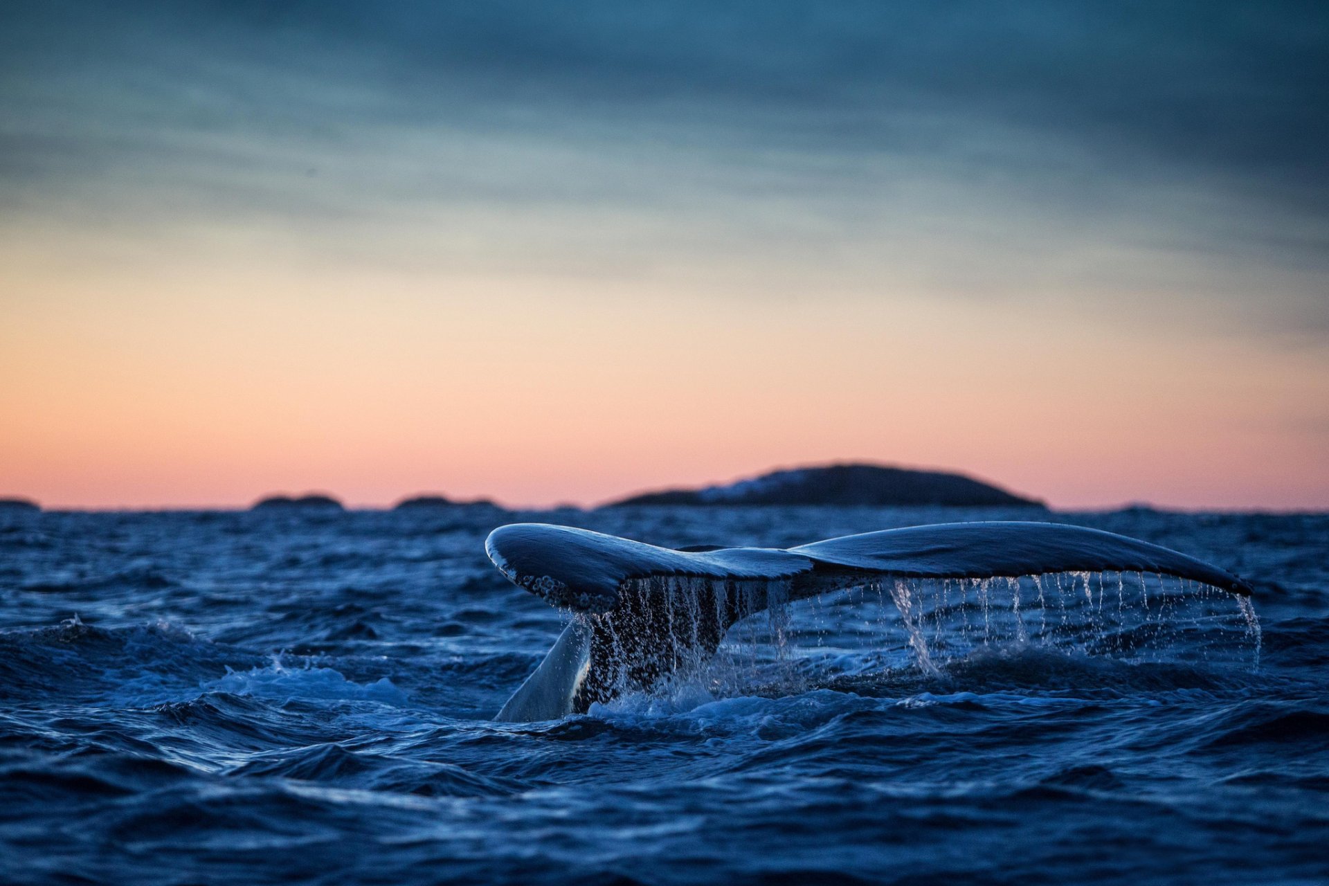 baleine à bosse queue océan atlantique