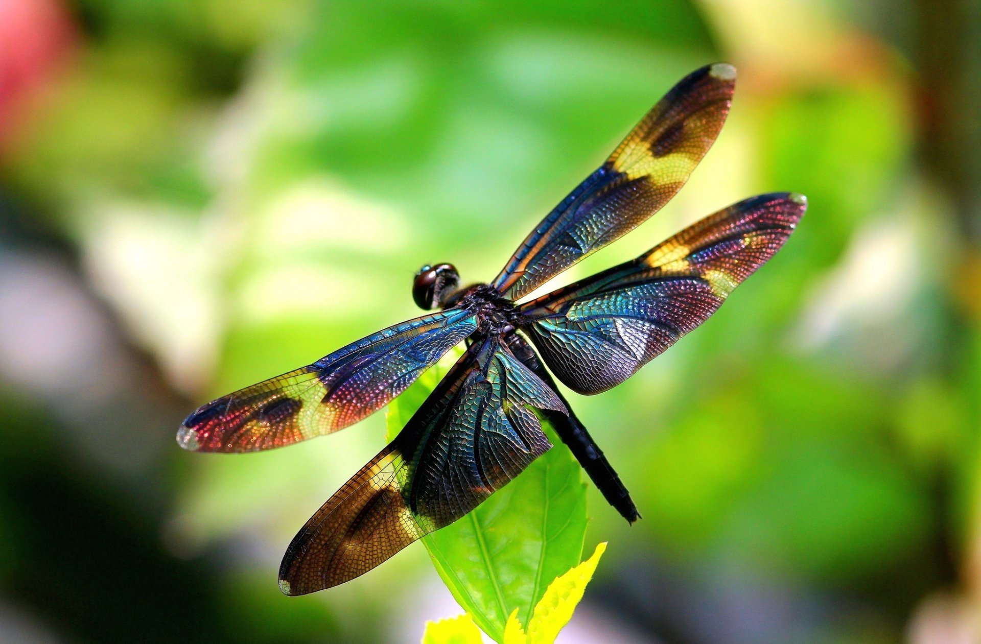 libélula insecto alas alas