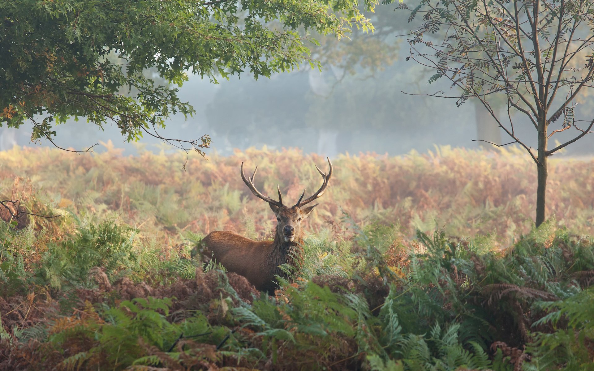 natur hirsch hörner maral bäume farn gras herbst