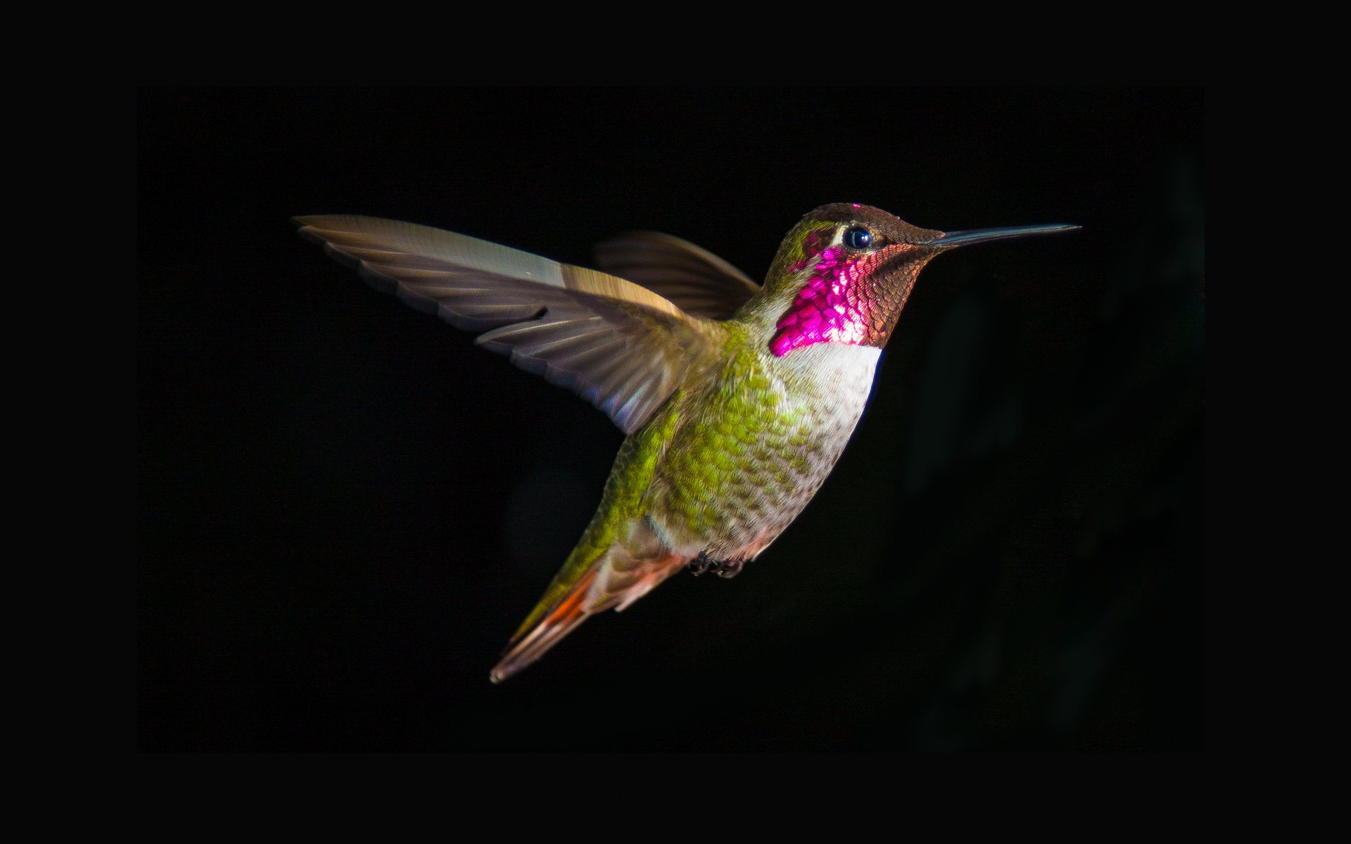 pájaro colibrí