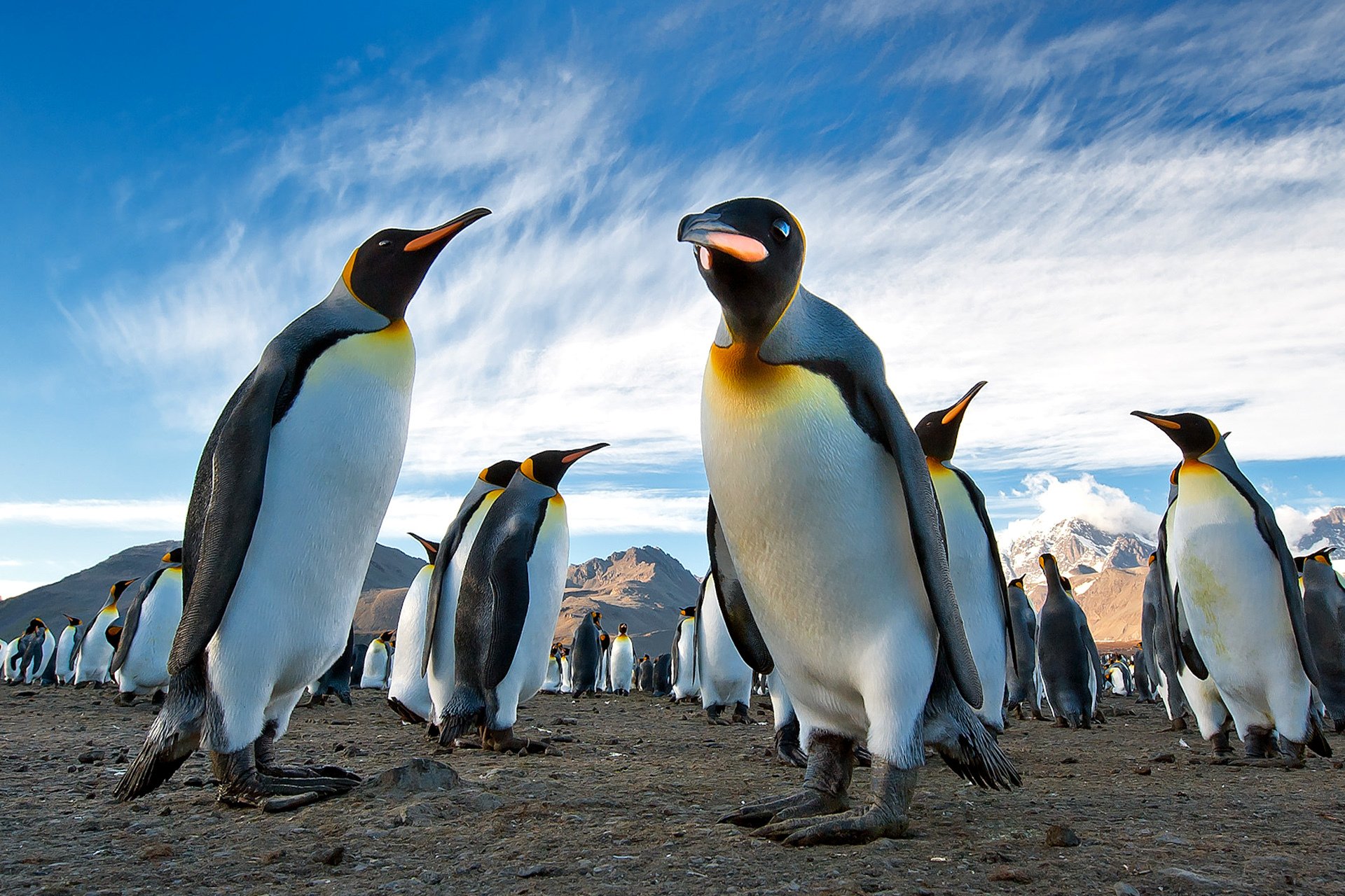 penguins royal colony antarctica south georgia land mountain sky