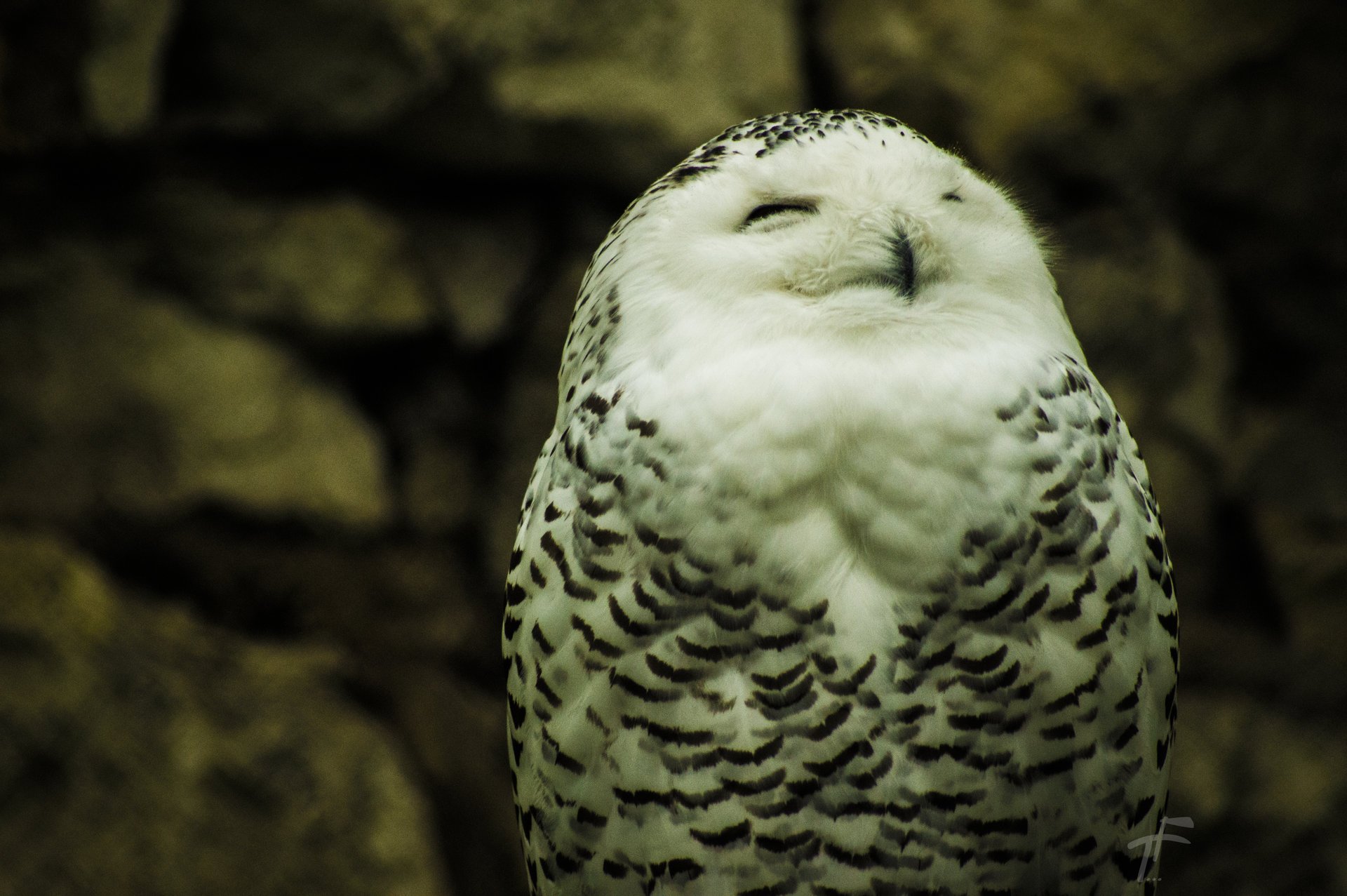 búho polar blanco naturaleza ojos. plumas papel pintado blanco tf