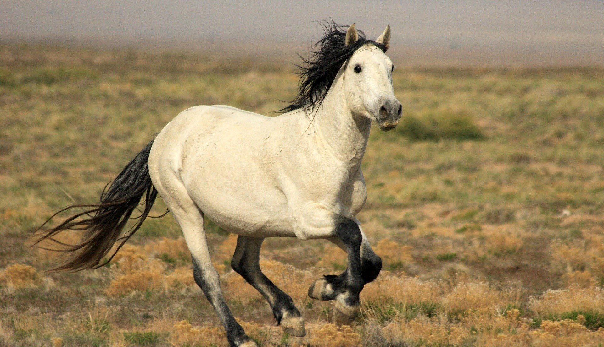 pferd galopp mähne schwanz