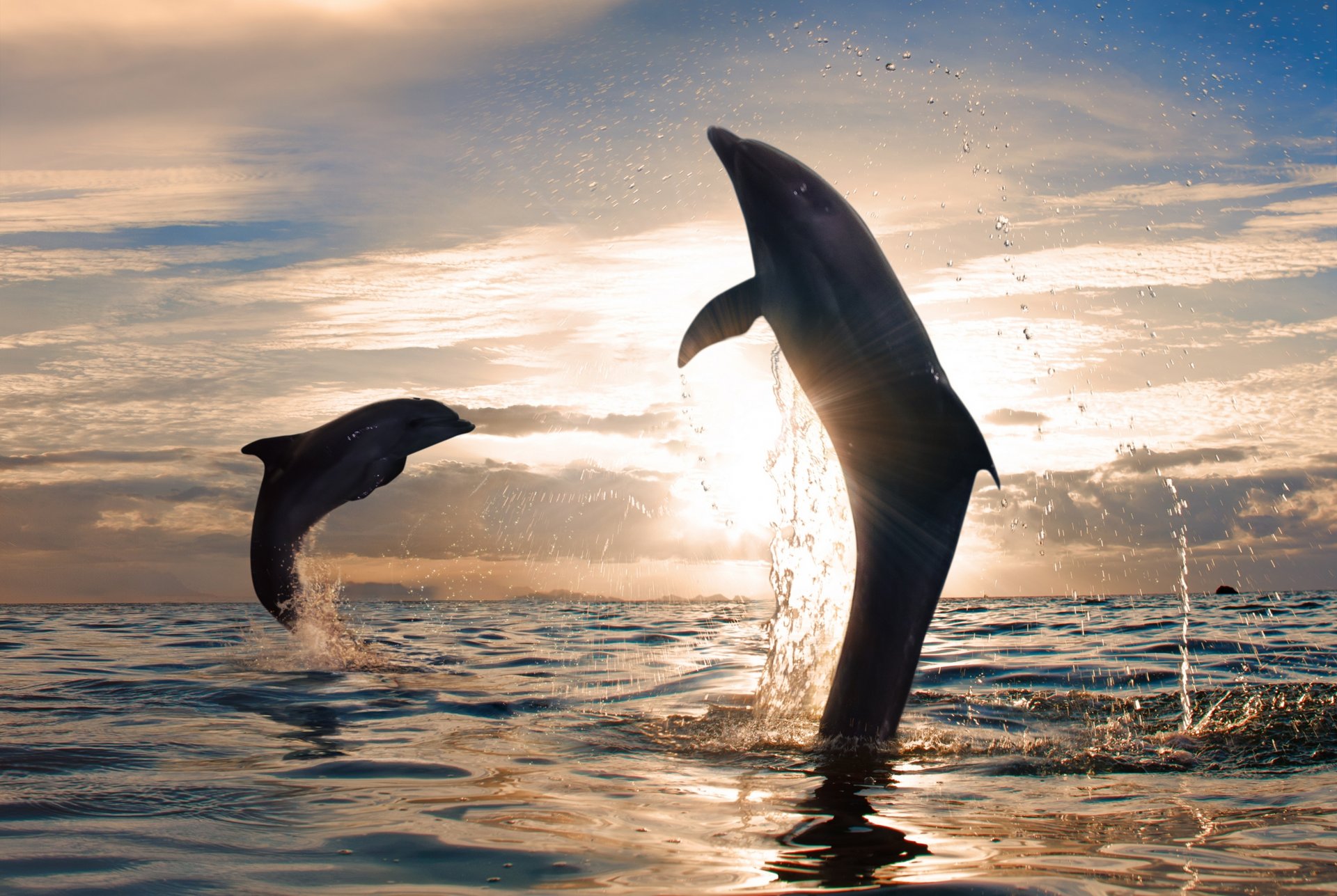 delfines juguetones saltos puesta de sol mar salpicaduras de agua naturaleza sol cielo nubes hermoso salpicaduras de agua