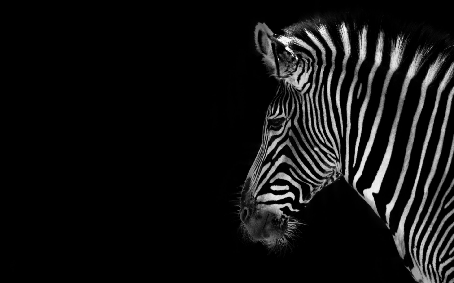 zebra sfondo colore