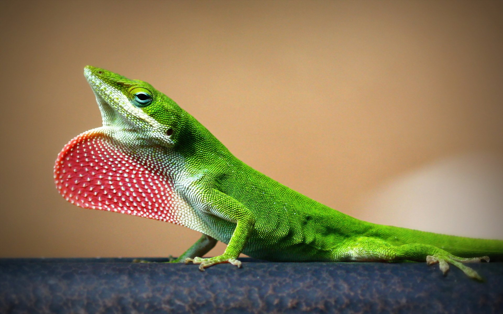 lézard nature fond