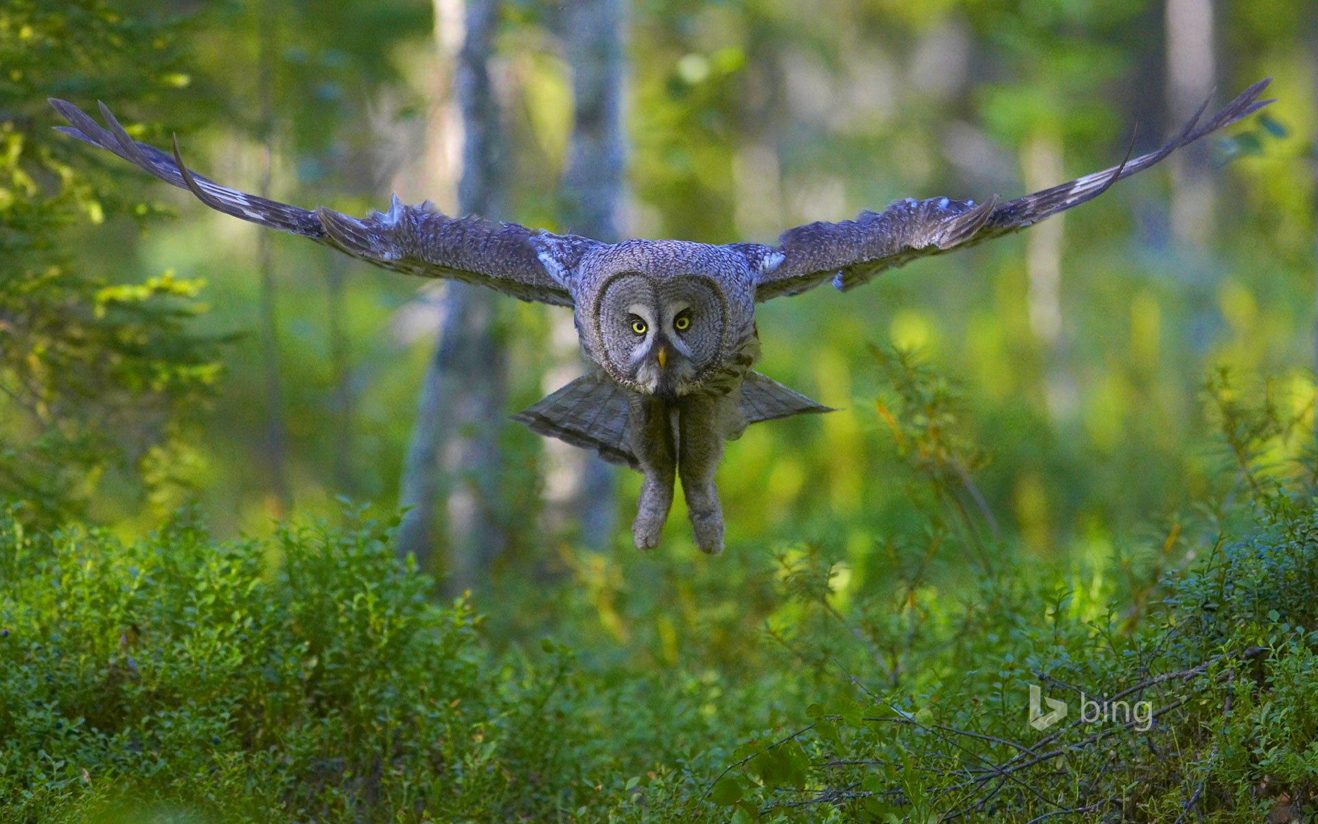 gran búho gris pájaro alas vuelo bosque