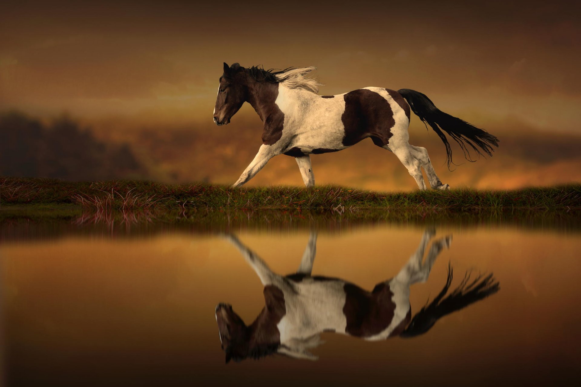 horse running reflection